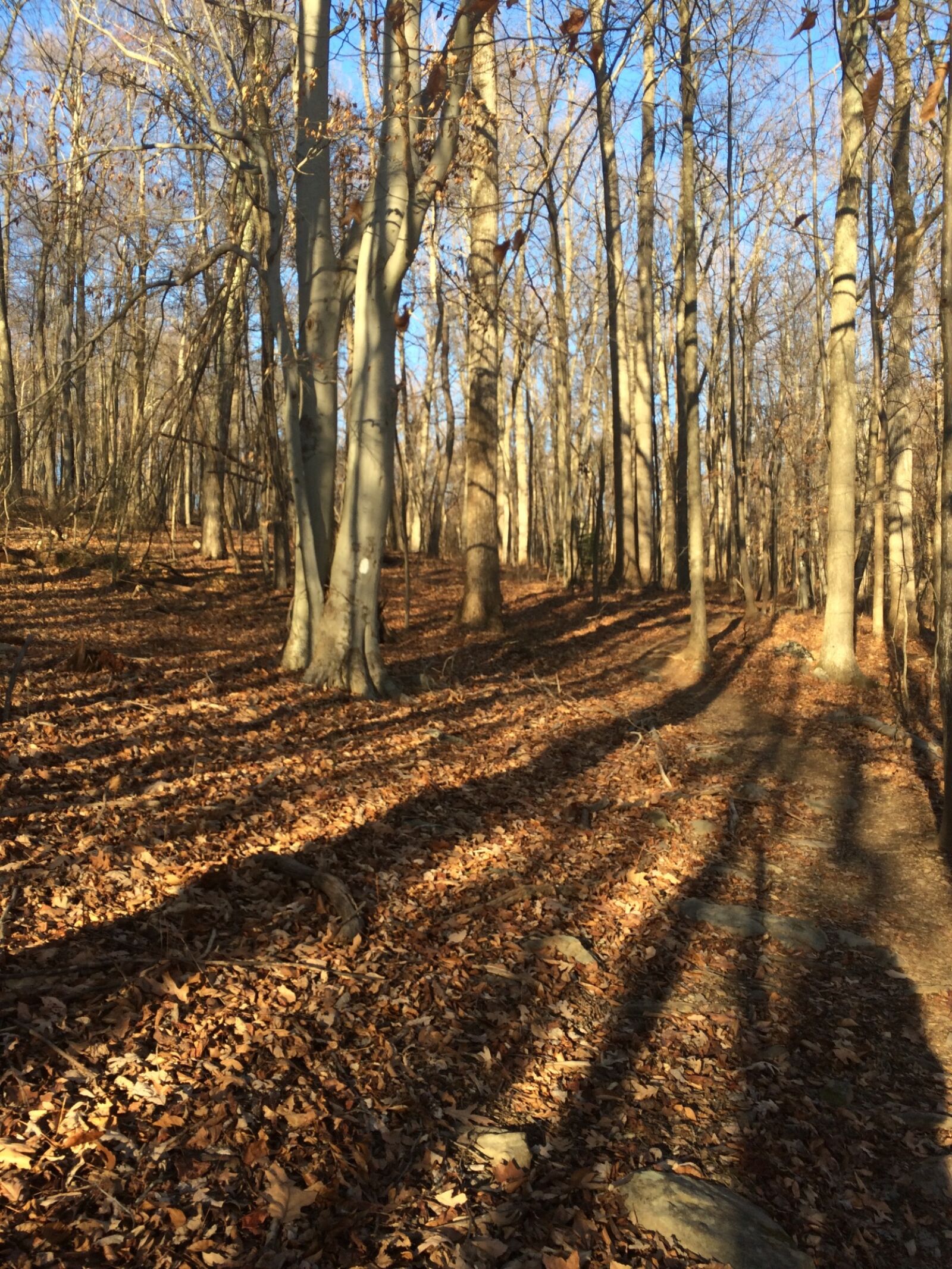 iPhone 5s back camera 4.15mm f/2.2 sample photo. Autumn, day, daytime, fall photography
