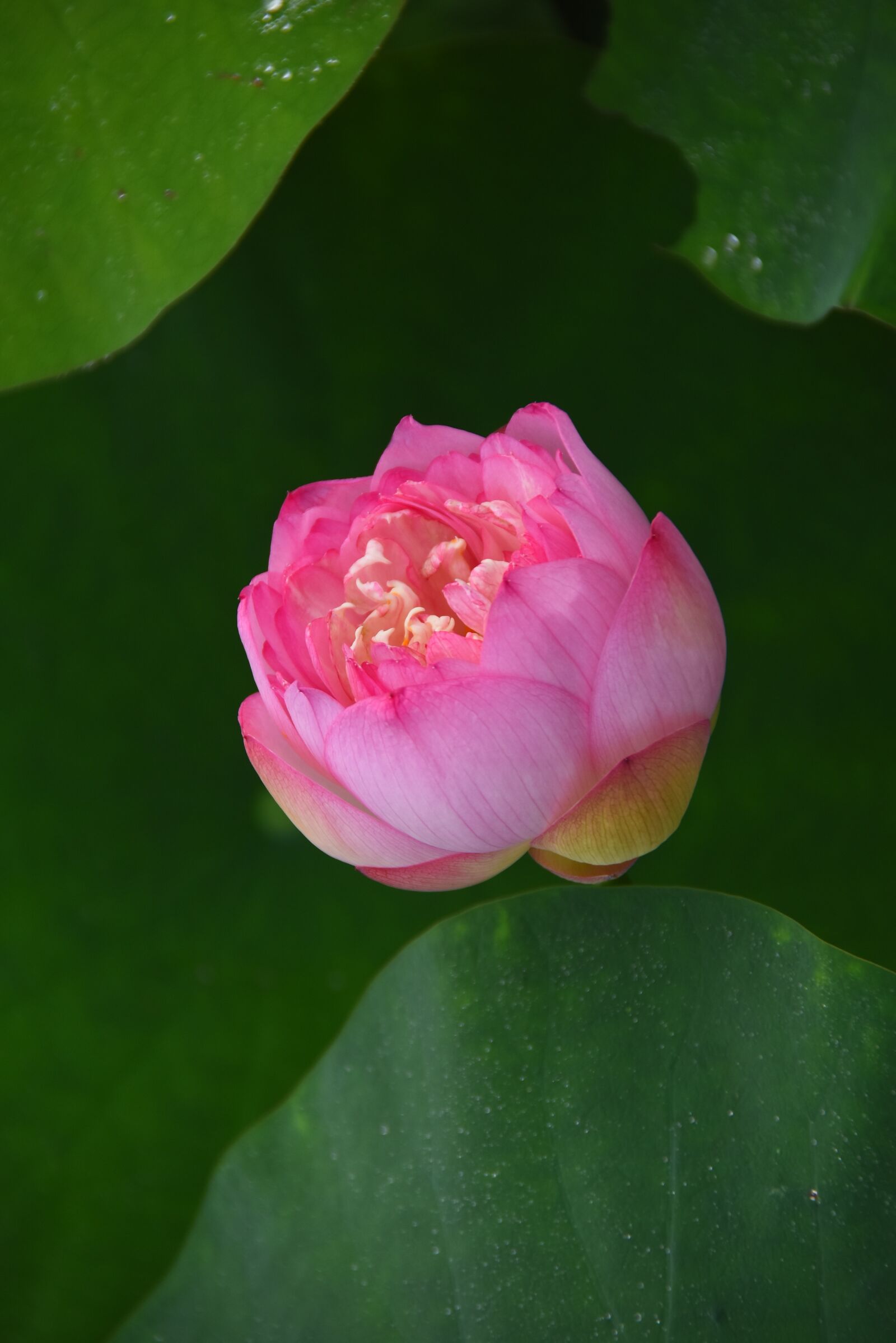 Nikon D7200 sample photo. Lotus flowers, throat, red photography