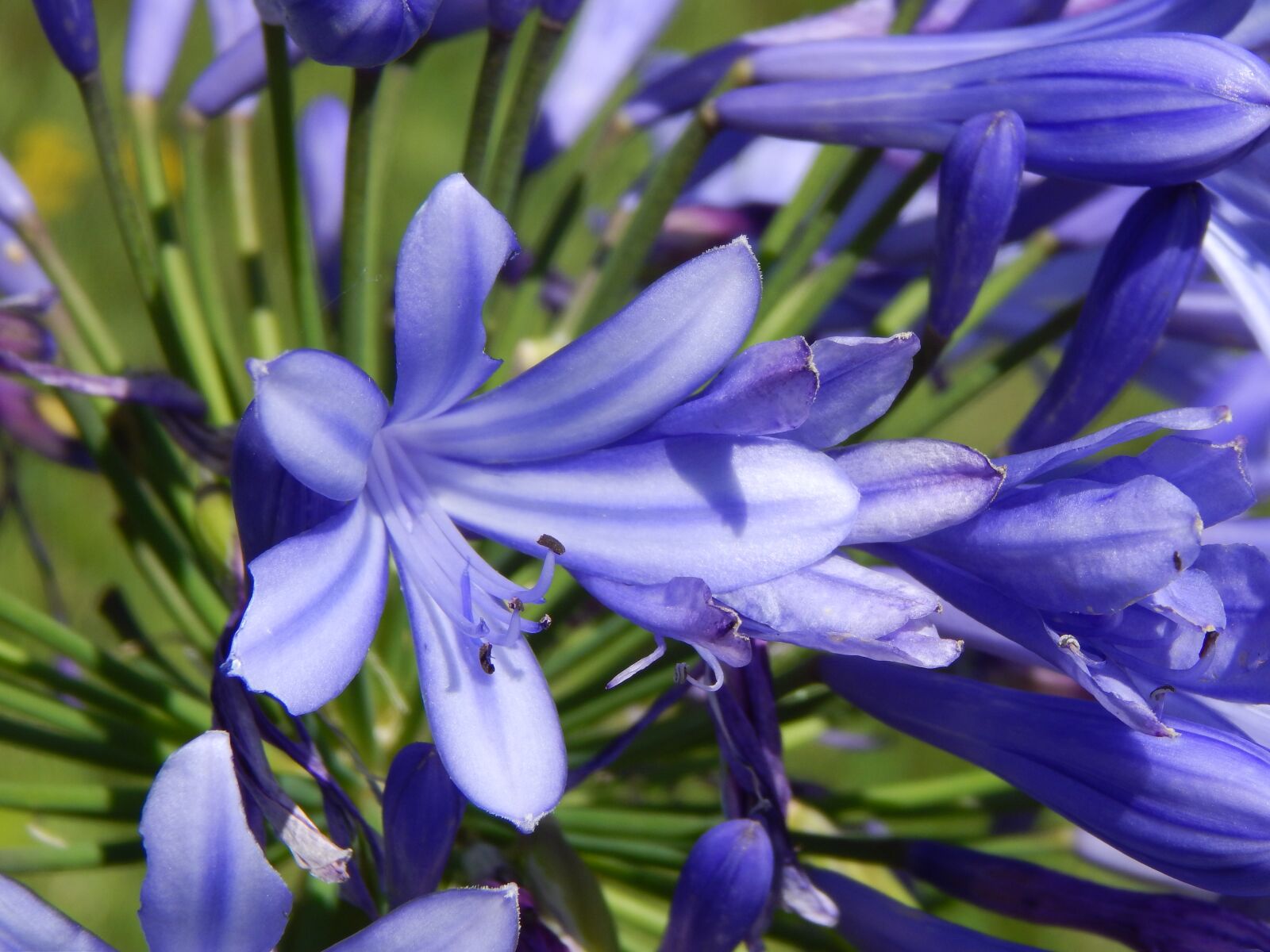 Nikon Coolpix L820 sample photo. Agapanto, blue flower, garden photography