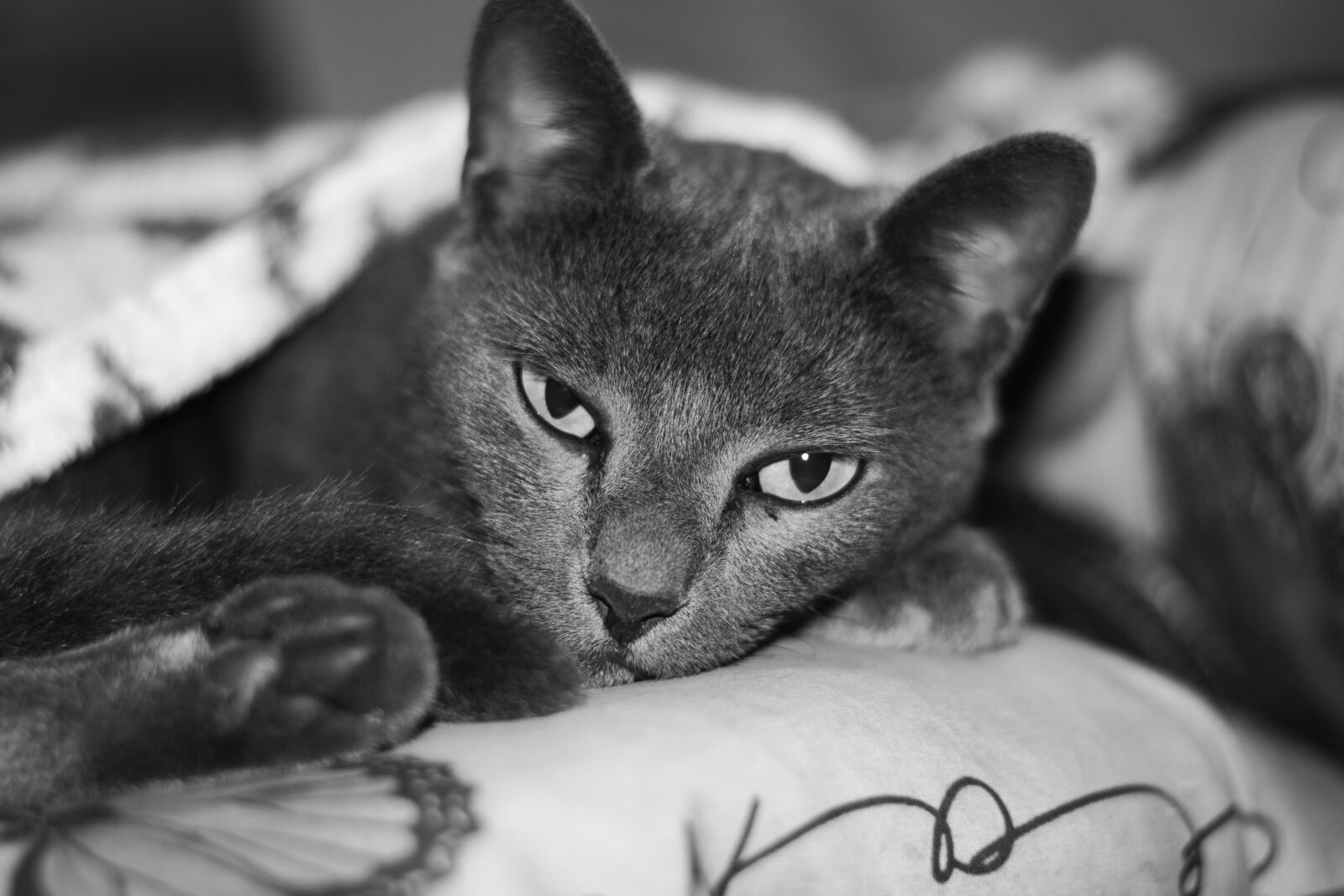 Nikon D5300 sample photo. Cat, kitten, animal photography