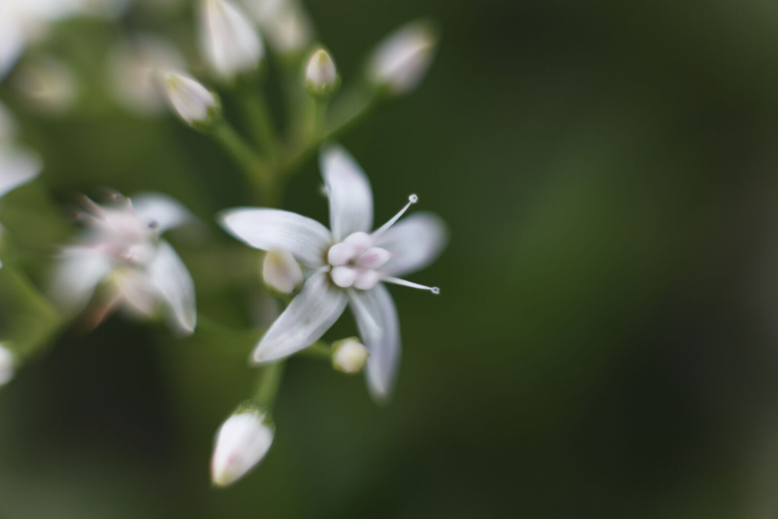 Canon EOS 5D Mark II sample photo. Beautiful, flowers, bokeh, macro photography