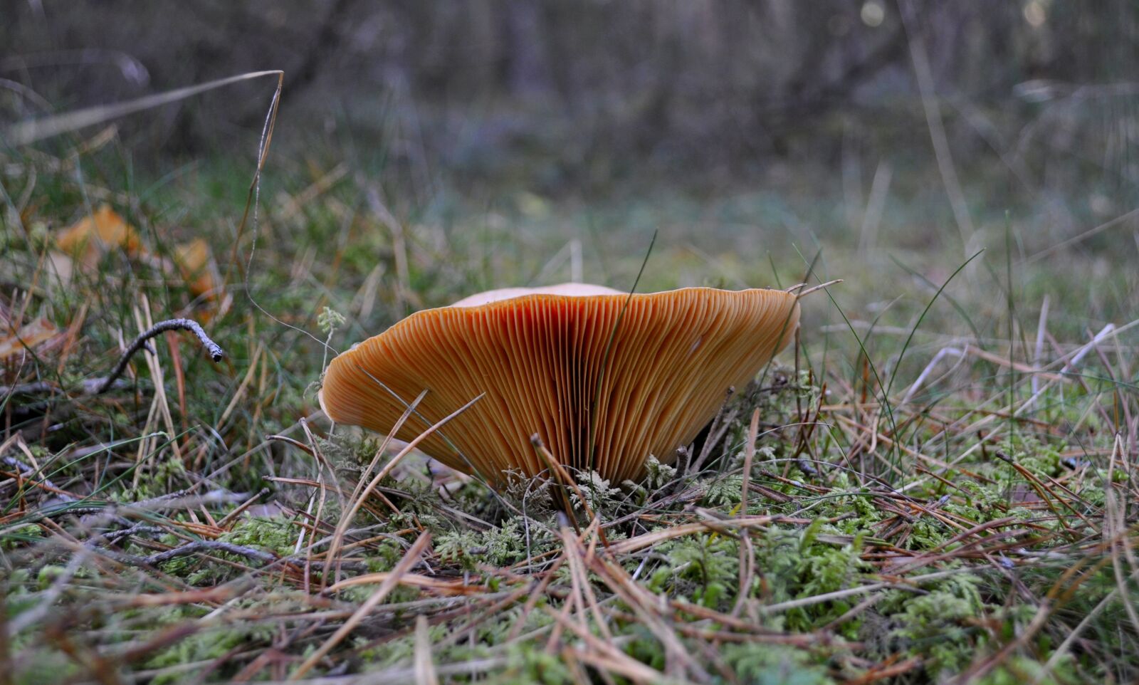 Nikon D5000 sample photo. Forest, rydz, tasty photography