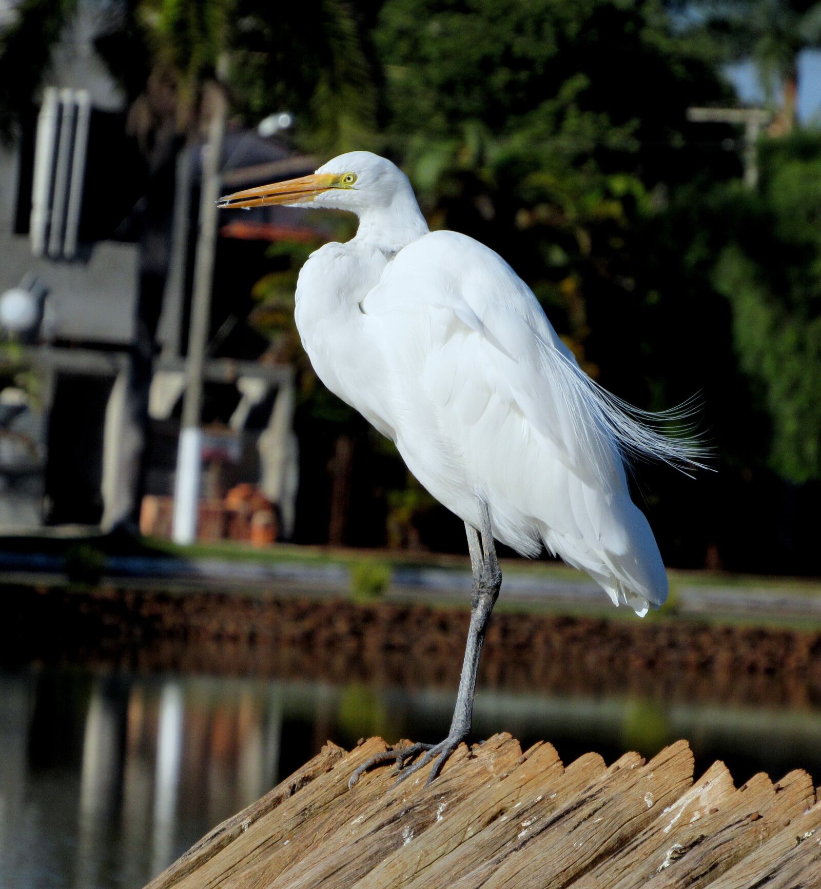 Canon PowerShot SX520 HS sample photo. Heron, white, bird photography
