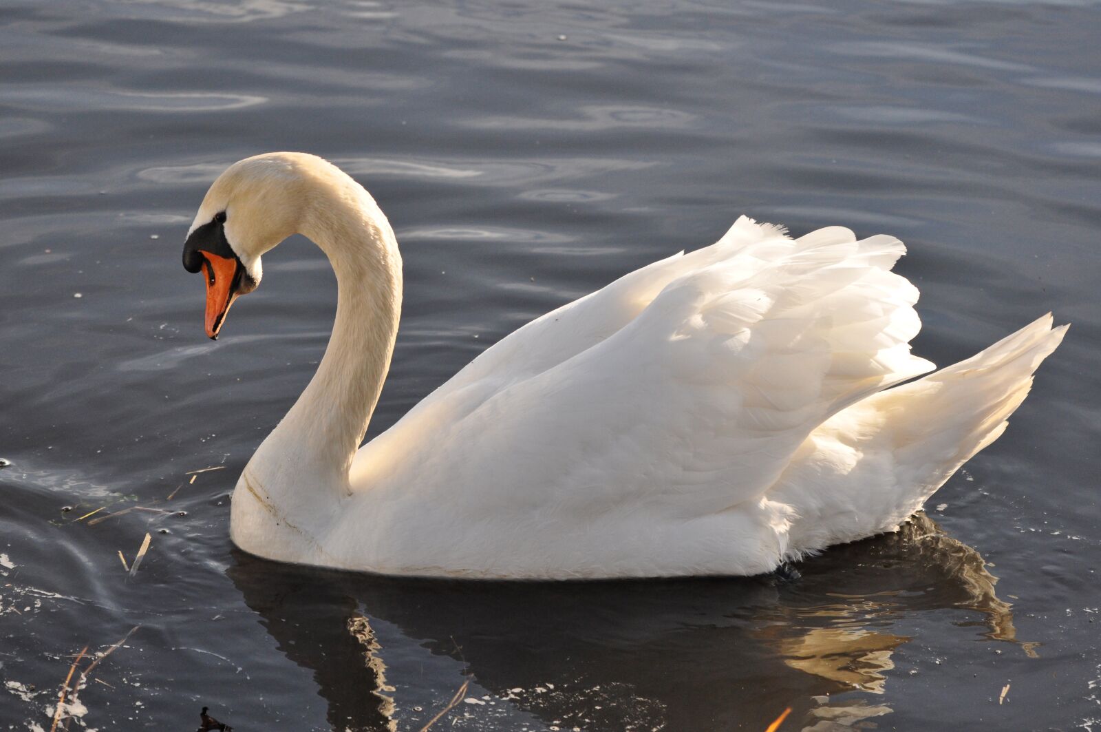 Nikon D90 sample photo. Swan, bird, waterbird photography