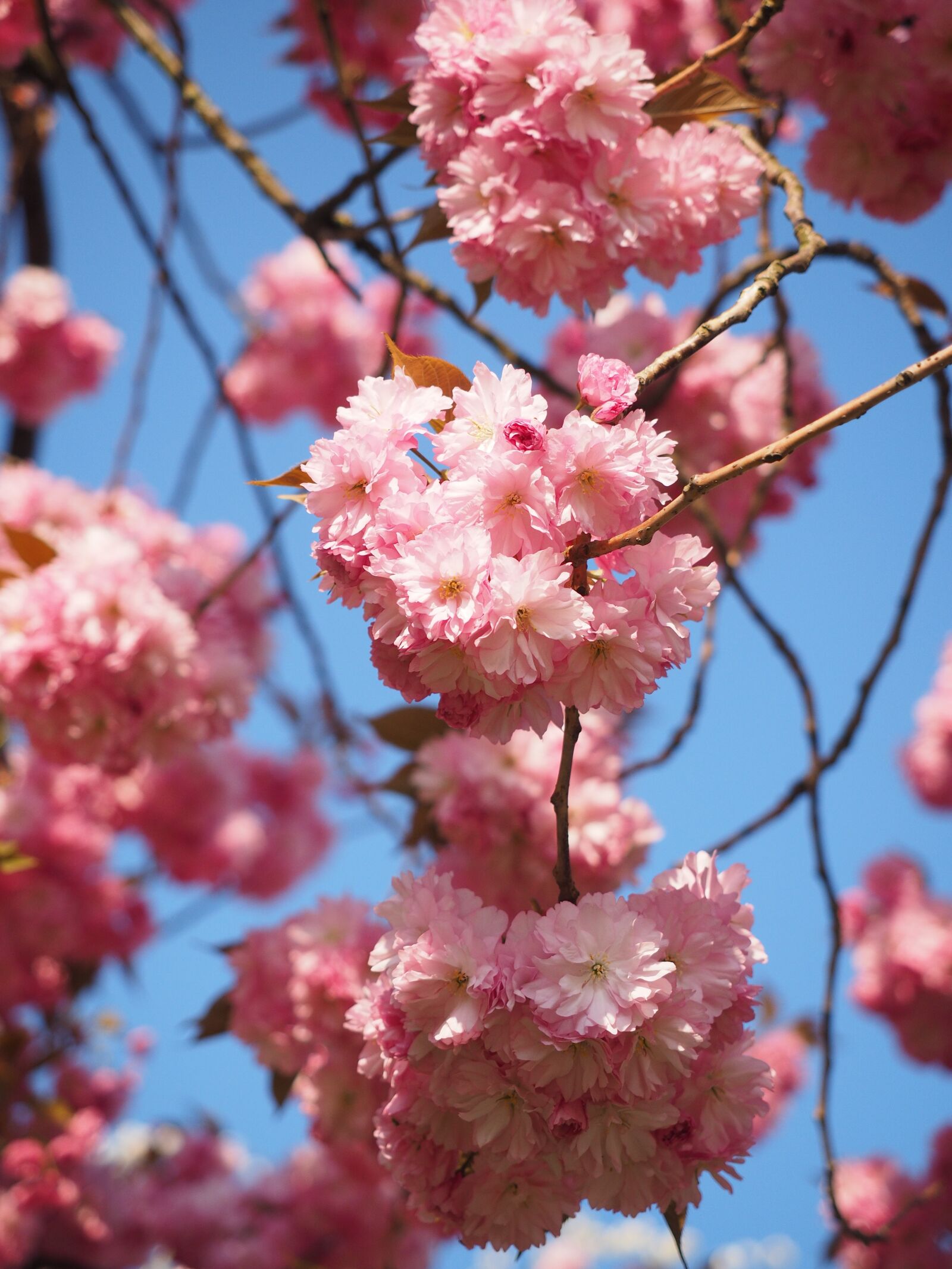 Olympus OM-D E-M1 + Olympus M.Zuiko Digital ED 12-40mm F2.8 Pro sample photo. Cherry blossom, japanese cherry photography