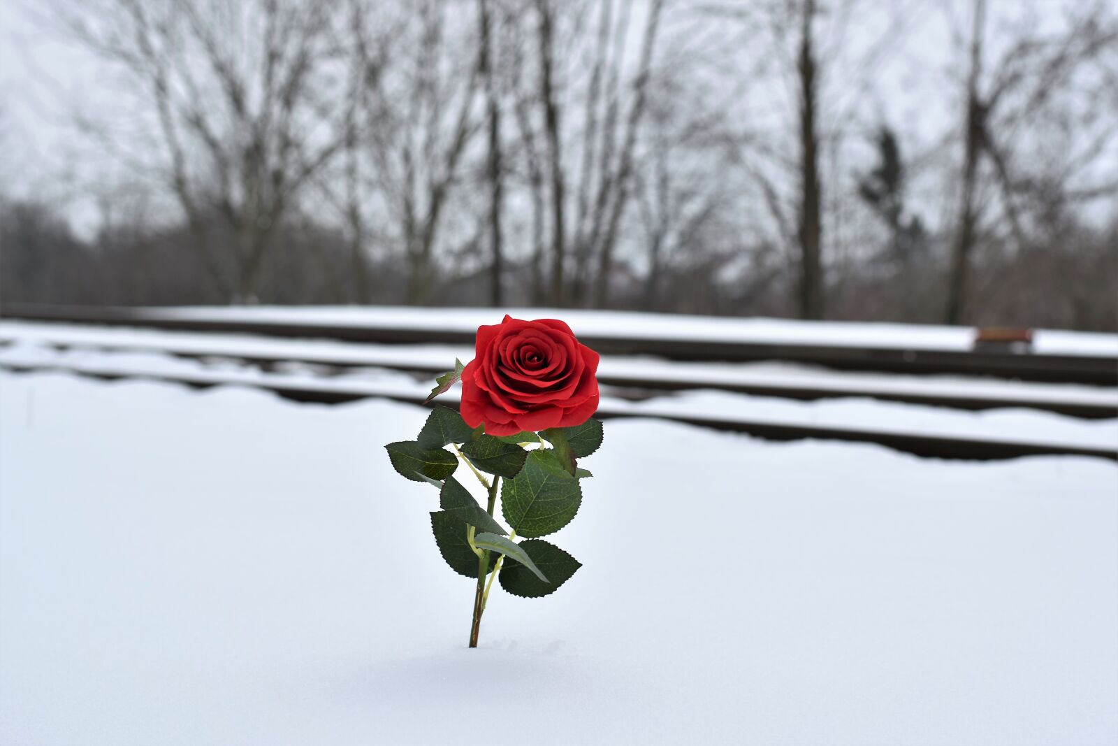 Nikon D5600 sample photo. Red rose in snow photography