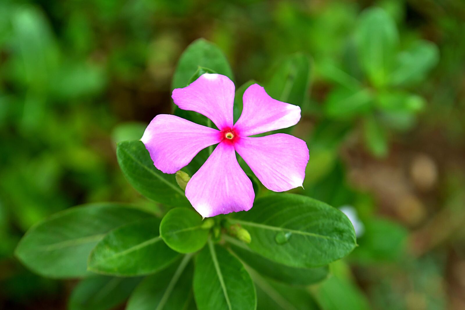 Nikon D3100 sample photo. Pink, habitat, asian photography