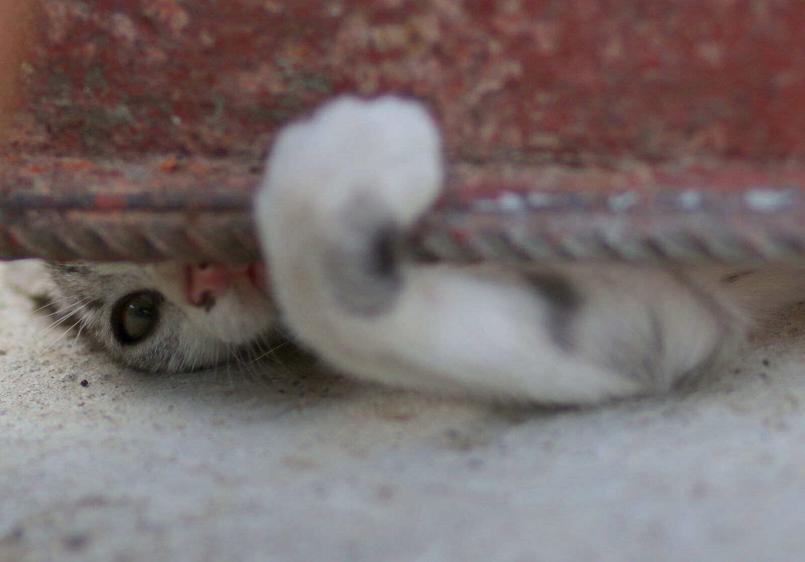 Canon EF 85mm F1.8 USM sample photo. Cat, paw, hidden photography