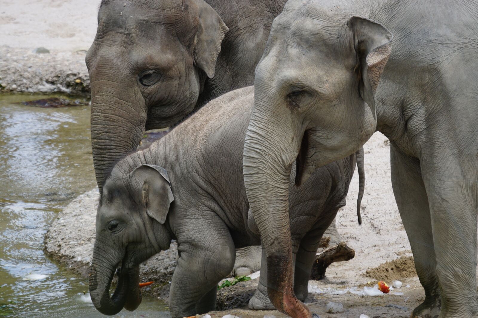 Sony ILCA-77M2 + Sony 70-400mm F4-5.6 G SSM sample photo. Elephant, asian elephants, young photography
