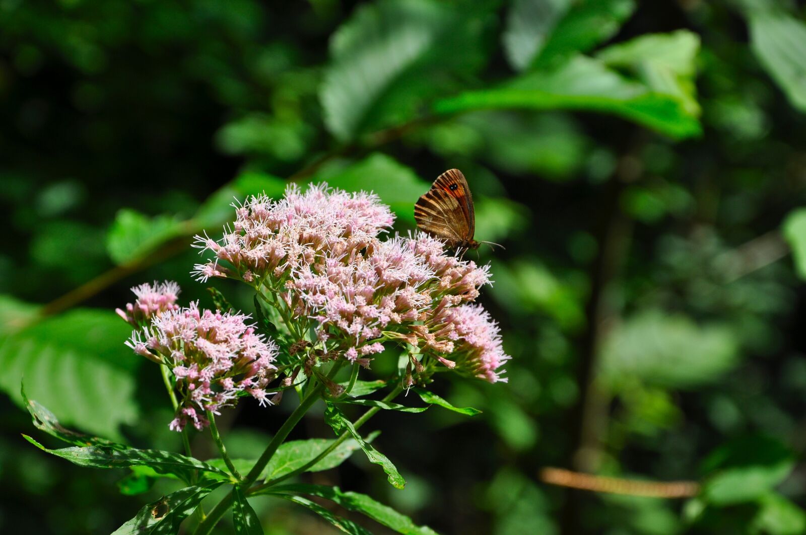 Nikon D90 sample photo. Butterfly, forest, insect photography