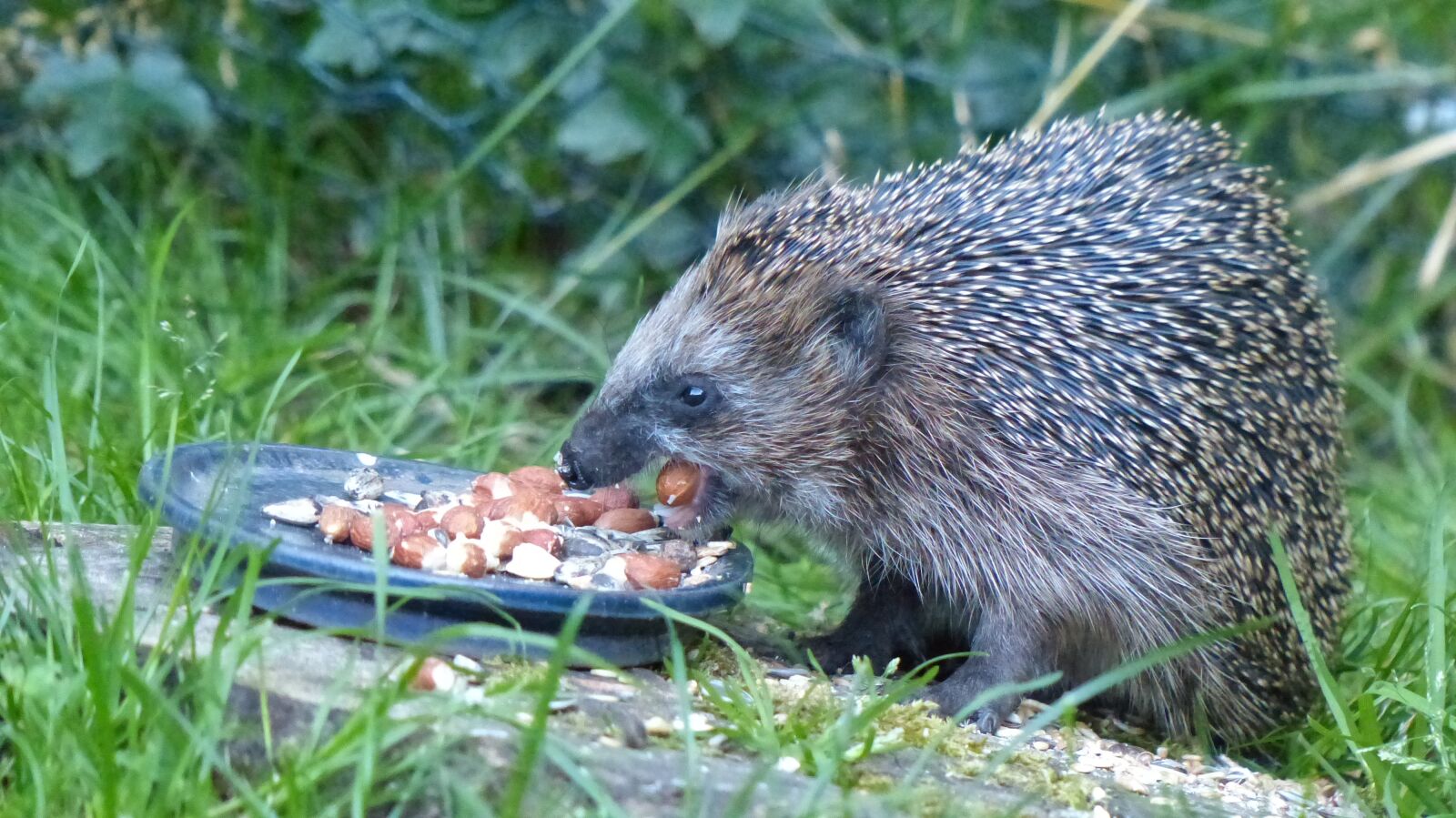 Panasonic Lumix DMC-FZ200 sample photo. Igel, hedgehog, natur photography