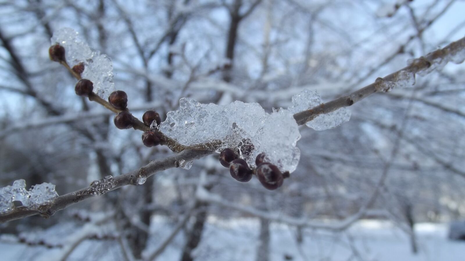 FujiFilm FinePix S2950 (FinePix S2990) sample photo. Snow, branch, winter photography