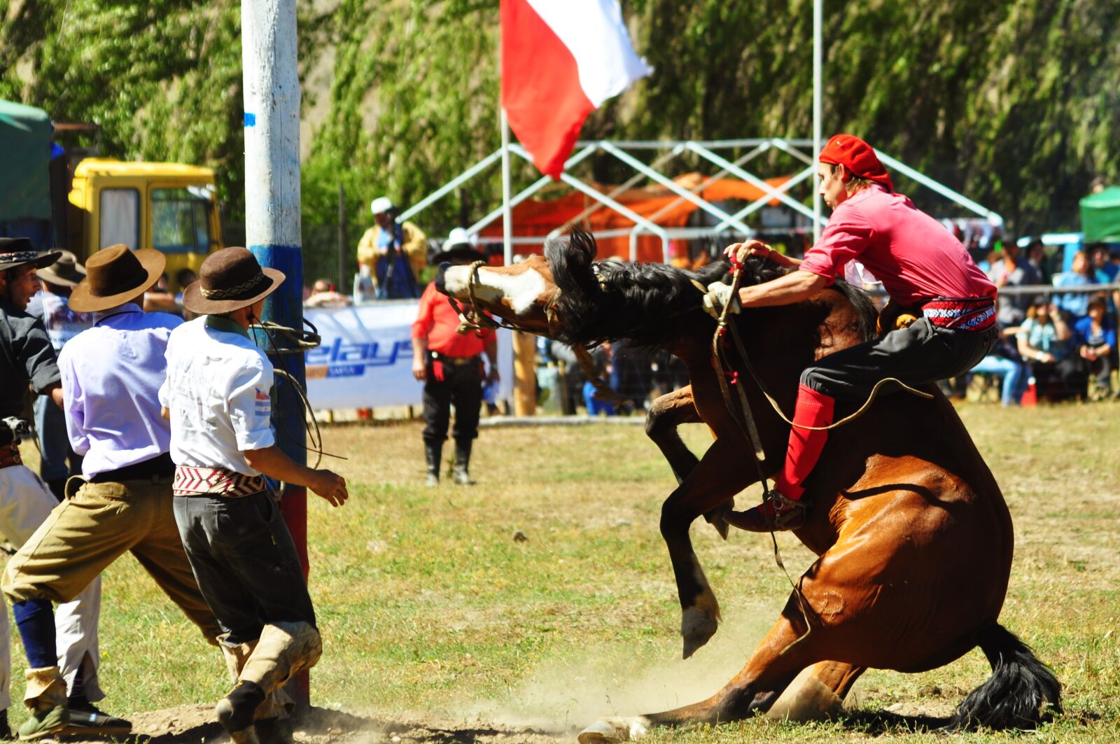 Nikon D90 sample photo. Pony, guacho, horse photography