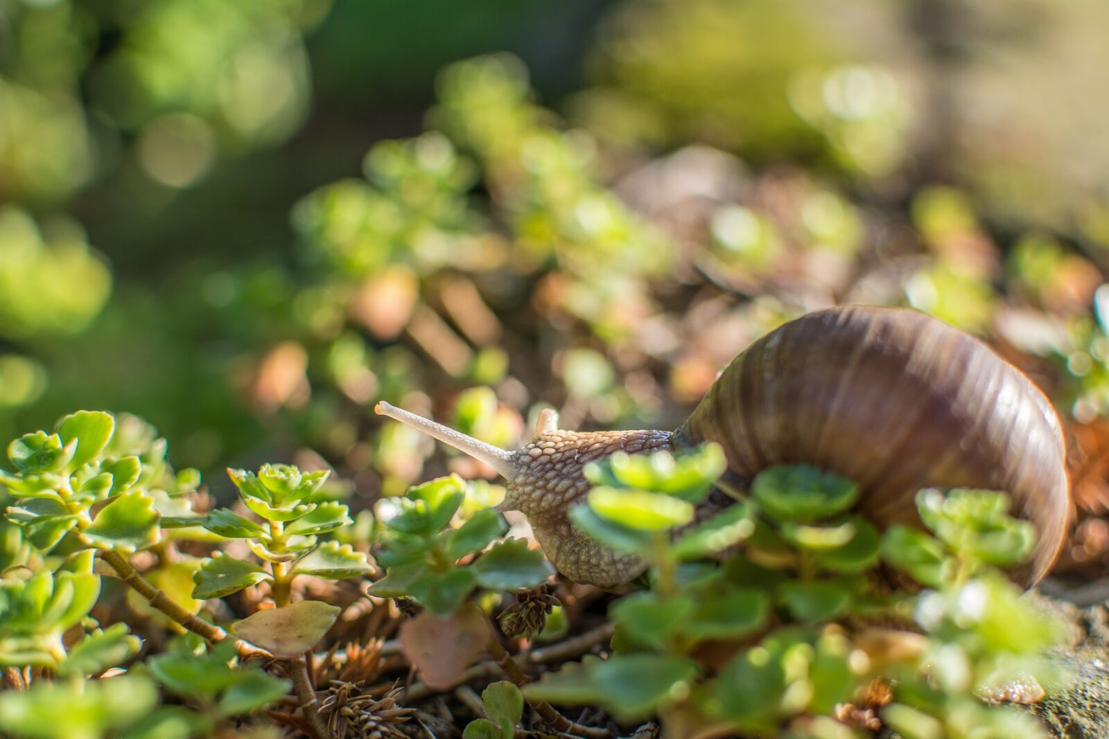 Nikon D5200 sample photo. Snail, green, shell photography