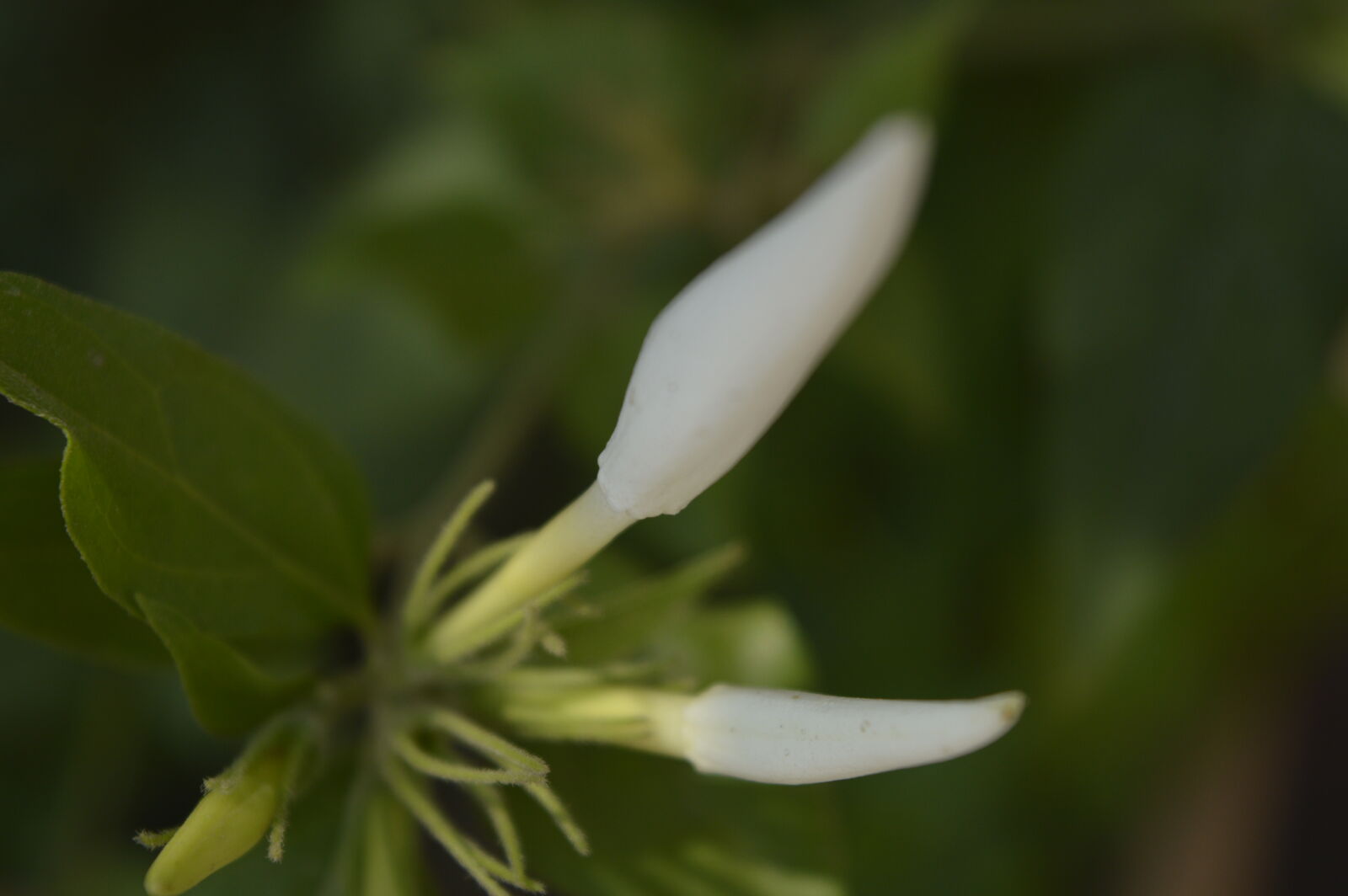 Nikon D3200 sample photo