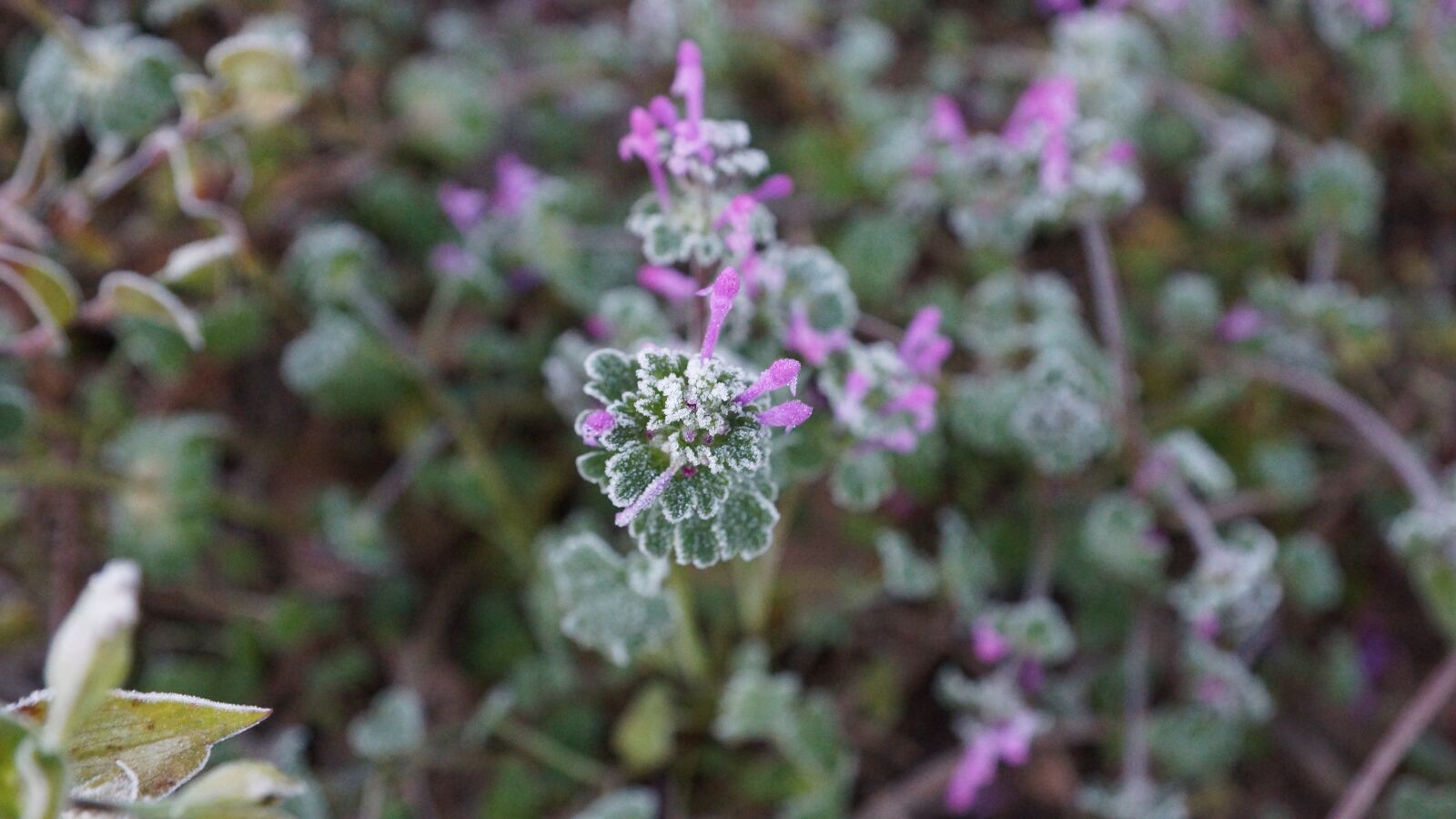 Sony SLT-A77 + Sony DT 16-50mm F2.8 SSM sample photo. Flowers, nature, plants photography