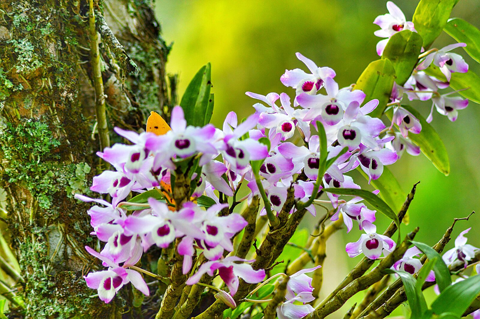 Nikon D3200 sample photo. Flower, spring, nature photography