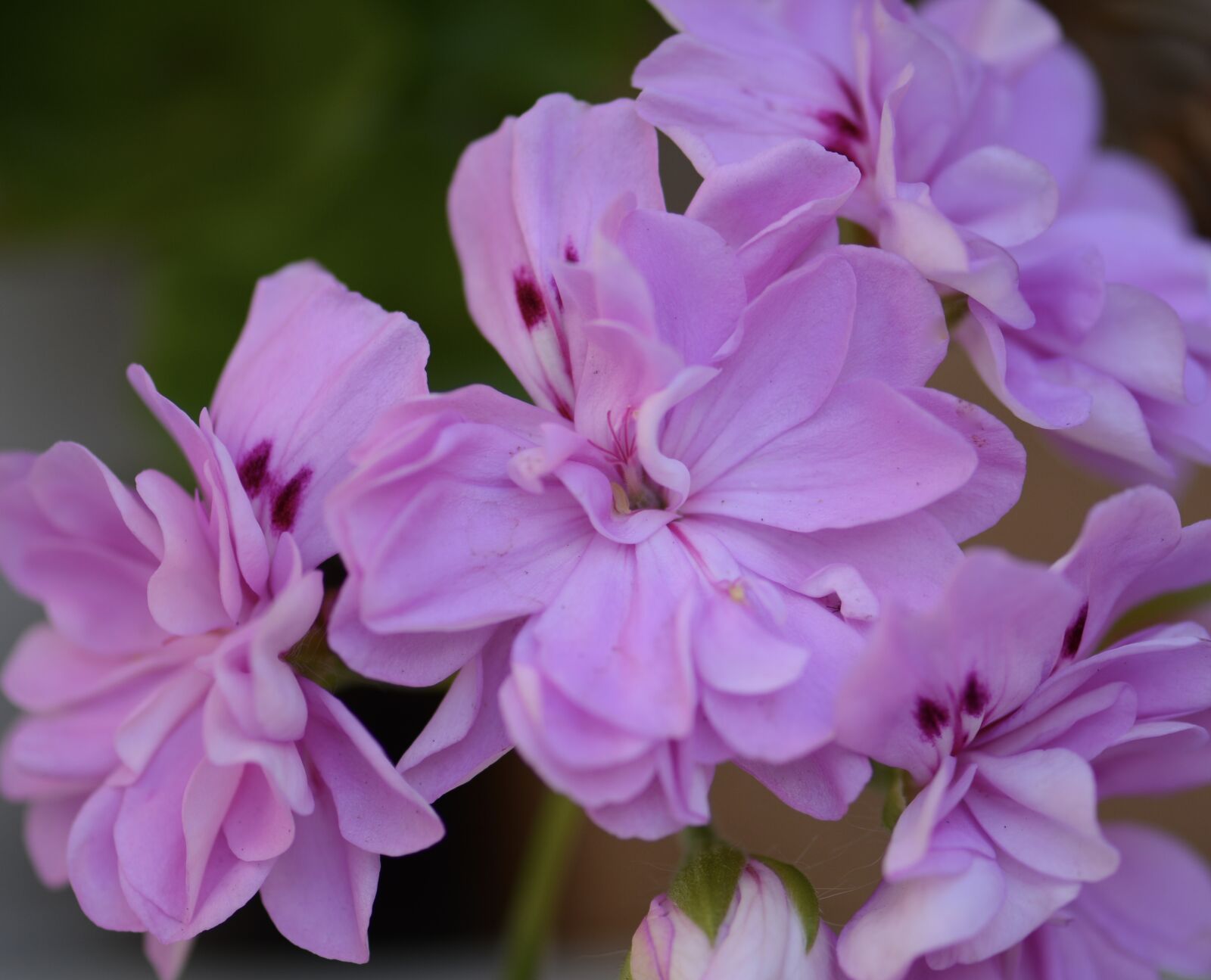 Nikon D7100 sample photo. Floral, nature, blooming photography