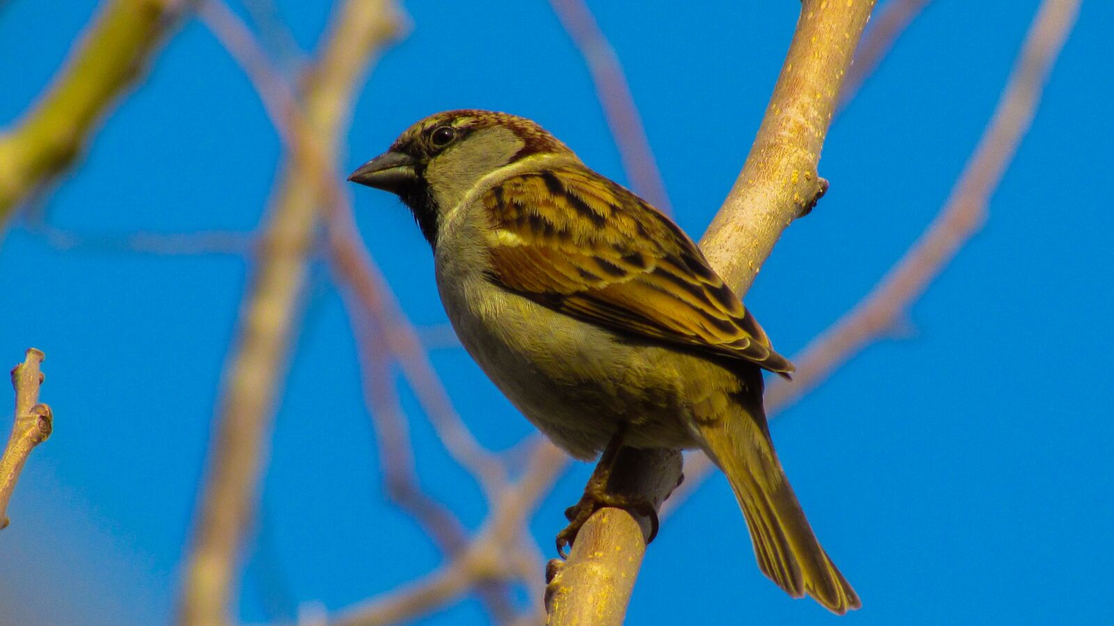 Canon PowerShot SX510 HS sample photo. Nature, birds, wildlife photography