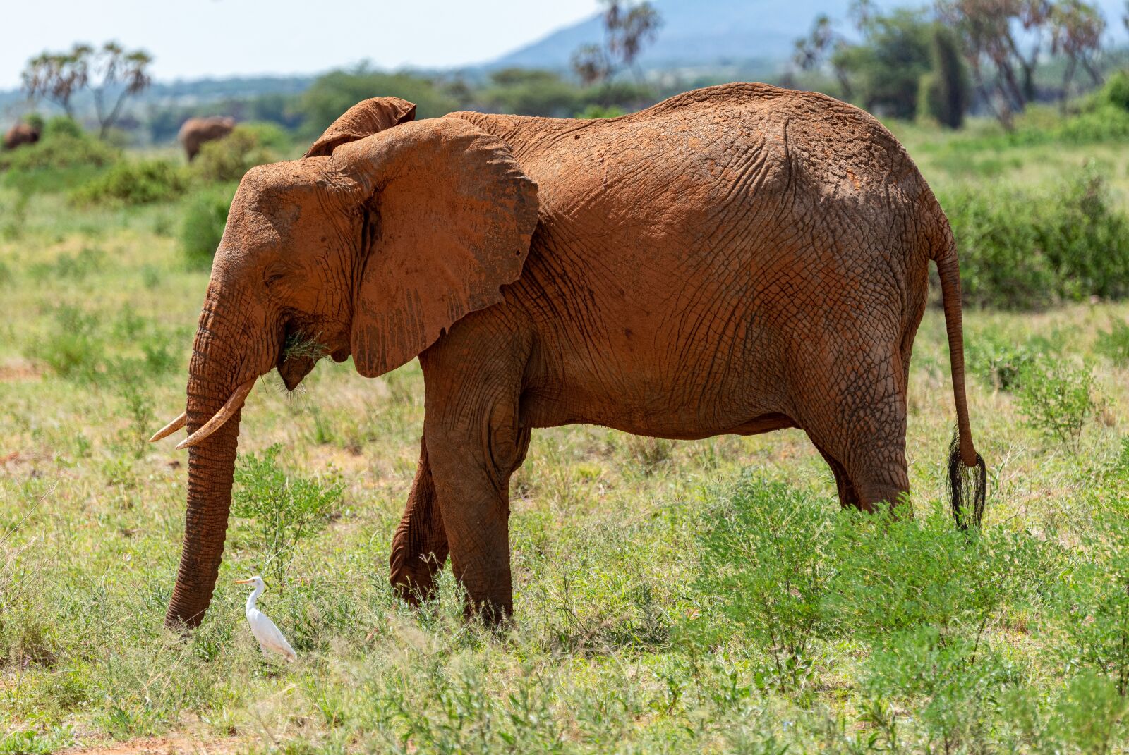 Nikon D750 sample photo. Elephant, africa, safari photography