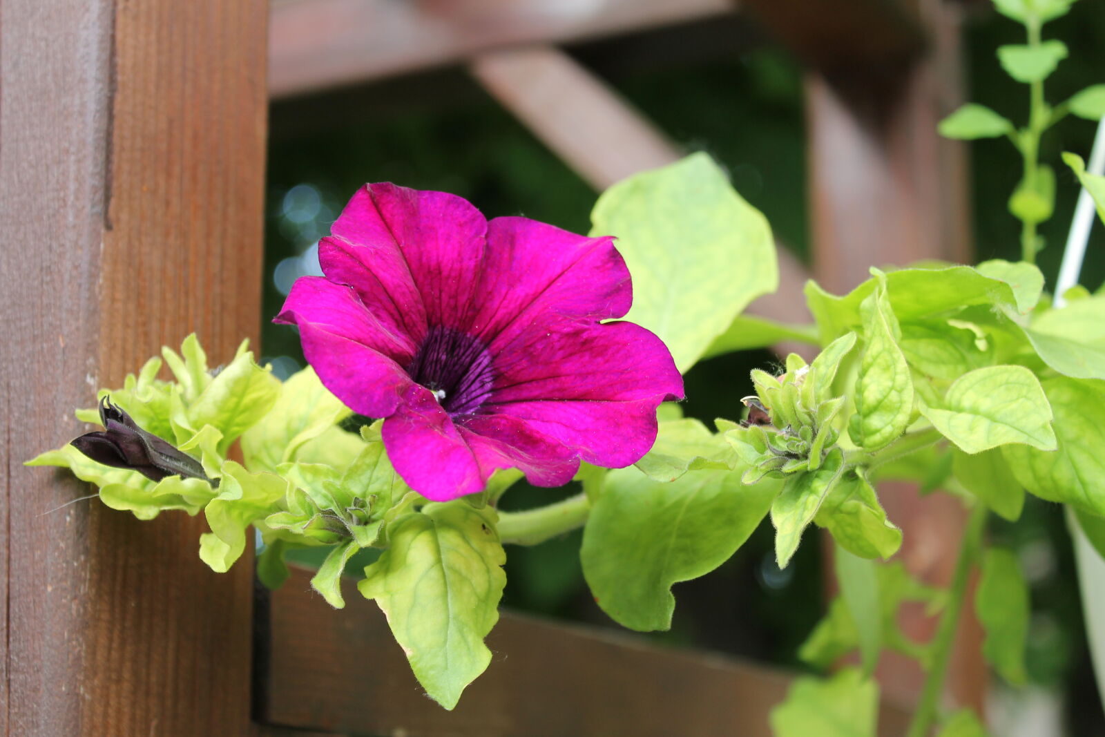 Canon EOS 1100D (EOS Rebel T3 / EOS Kiss X50) sample photo. Flowers, fuchsia photography