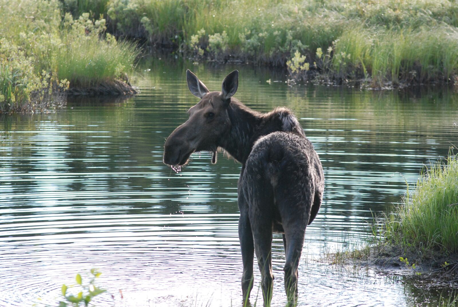 Nikon D80 sample photo. Moose, alert, looking photography