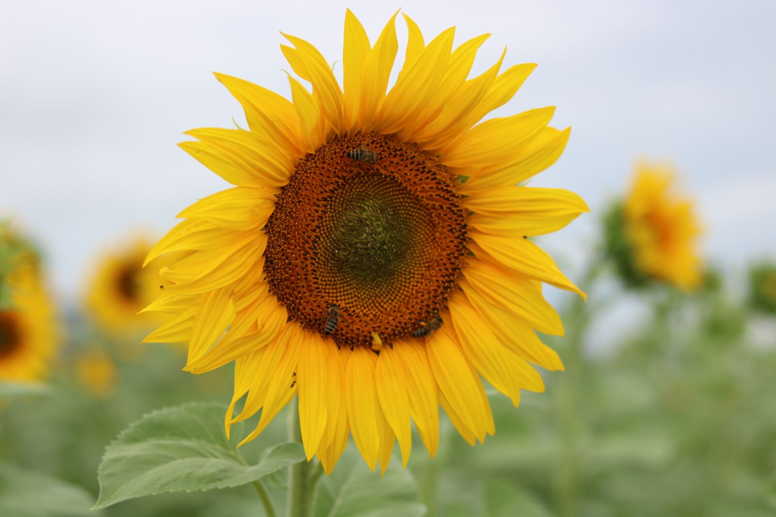 Canon EOS 750D (EOS Rebel T6i / EOS Kiss X8i) sample photo. Sunflower, sun, s photography