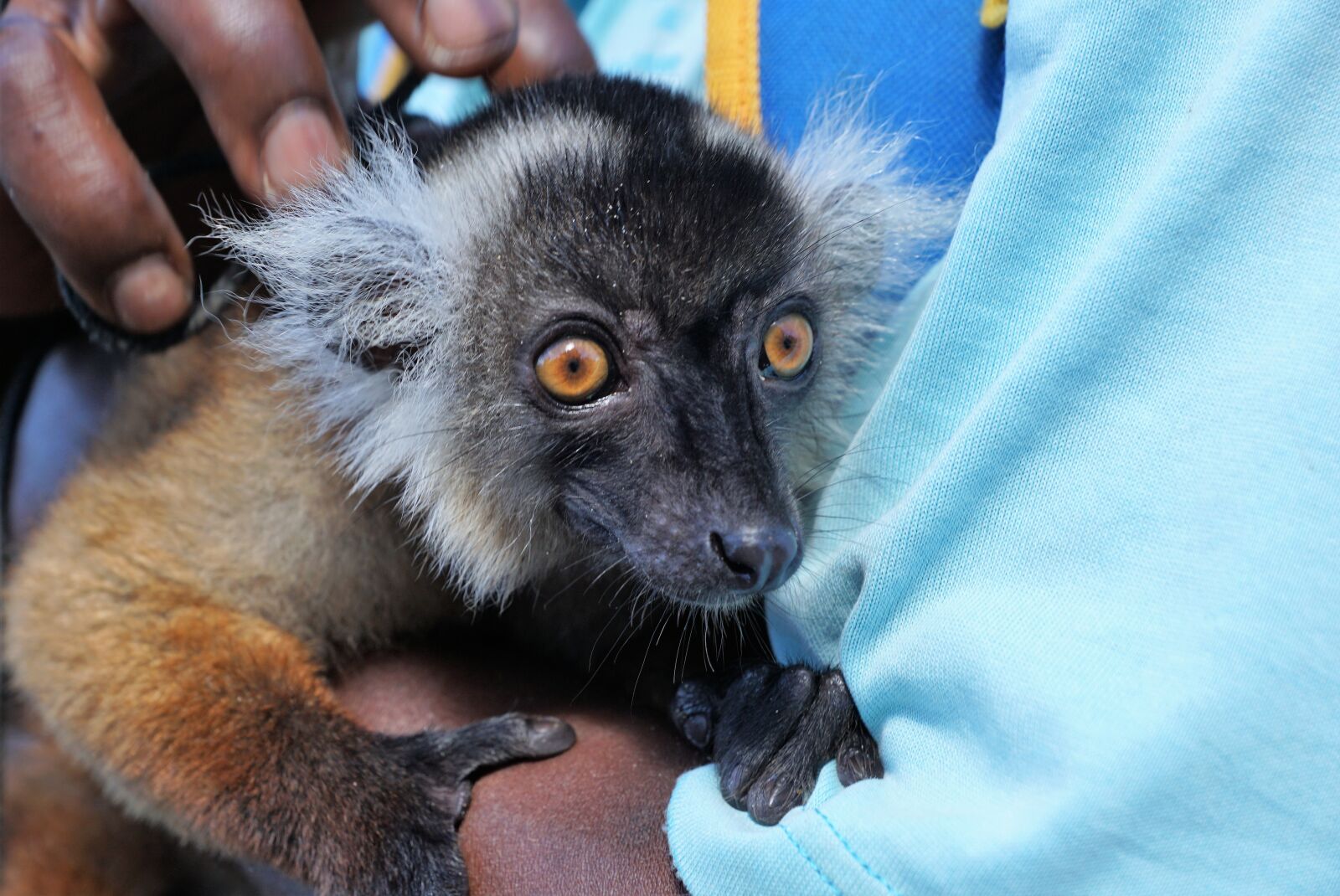 Sony ILCA-77M2 + Sony DT 16-50mm F2.8 SSM sample photo. Lemur, animal, eyes photography