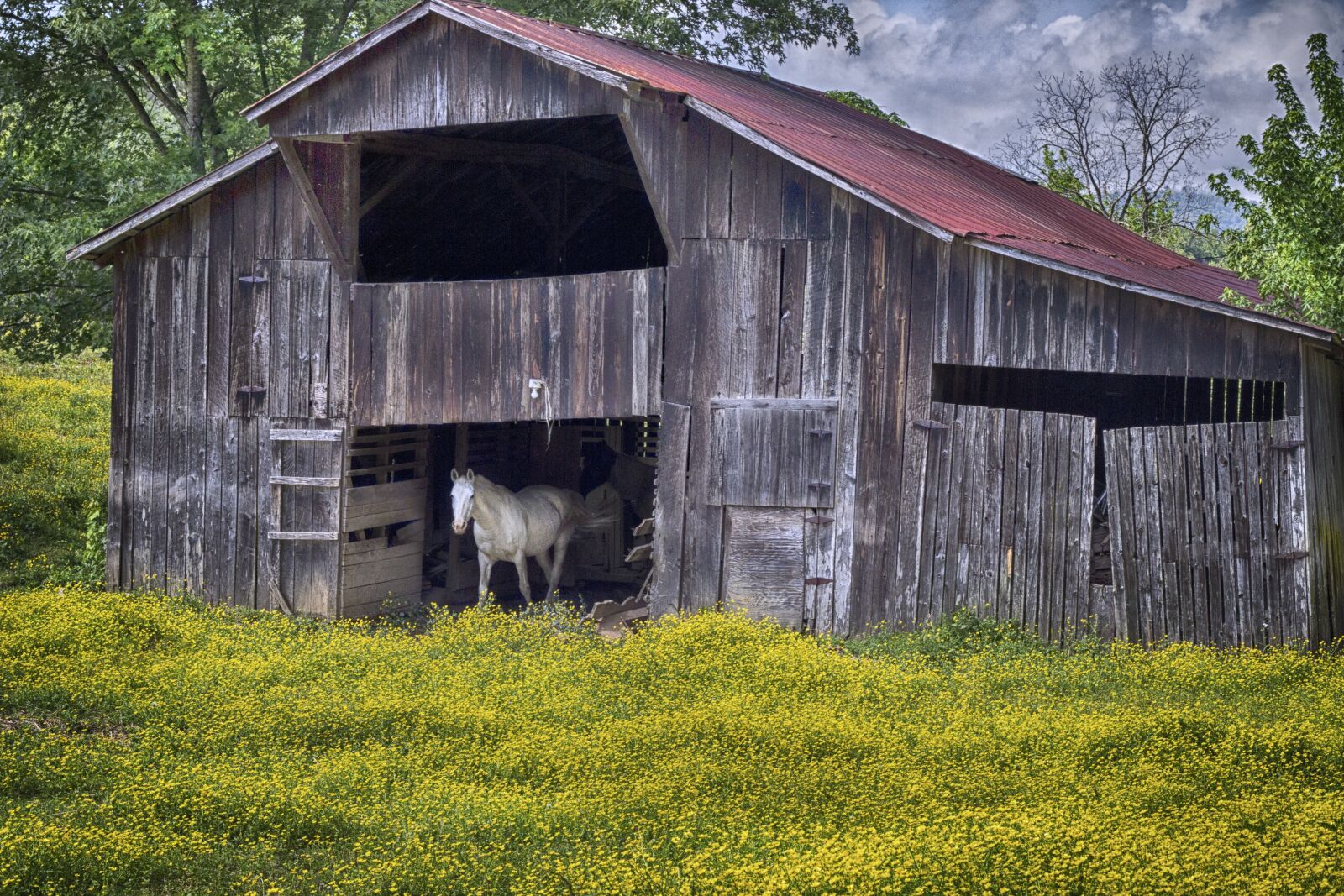 Canon EOS 600D (Rebel EOS T3i / EOS Kiss X5) + Canon EF 50mm F1.8 II sample photo. Horse, barn, yellow photography