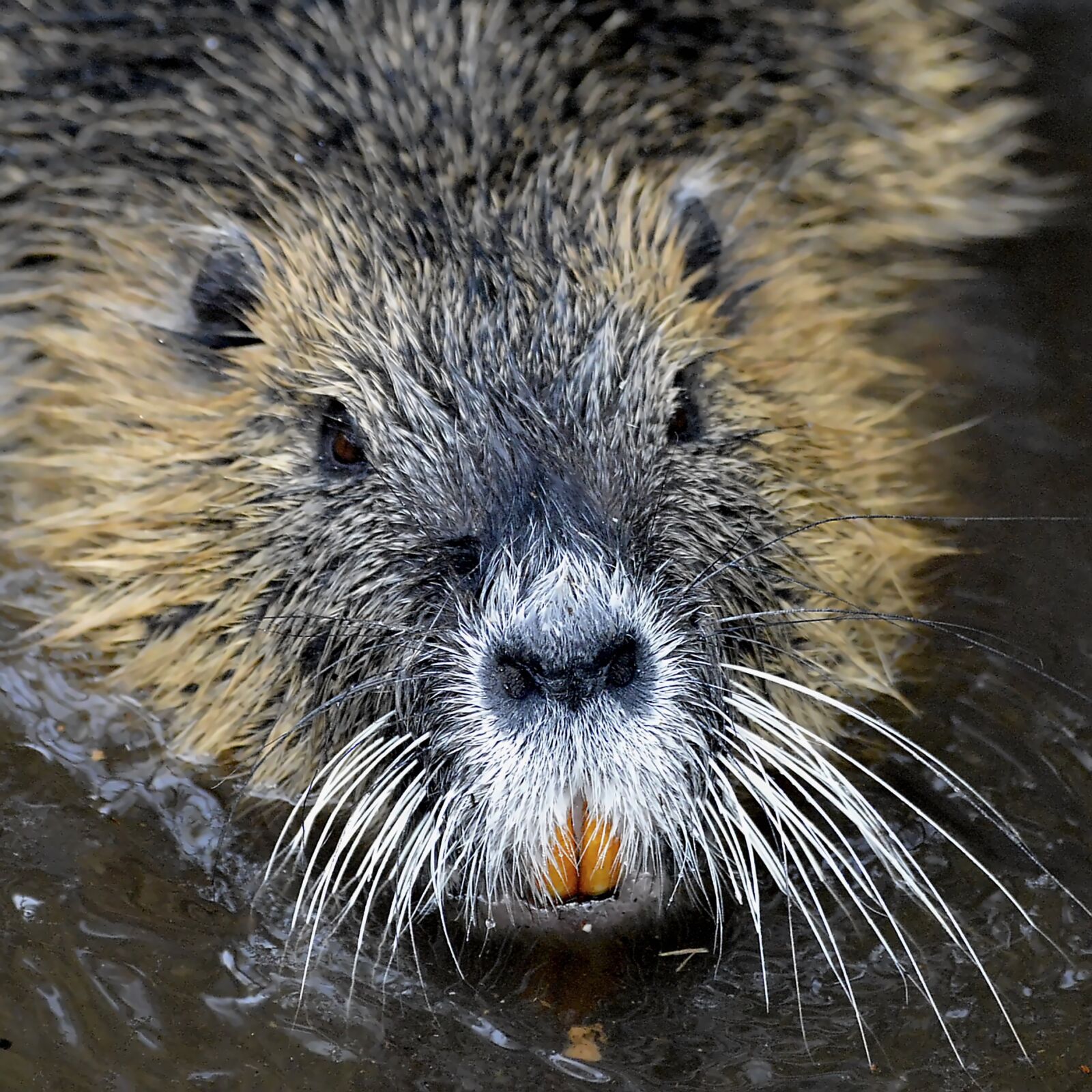 Nikon D3200 sample photo. Nutria, rat, water photography