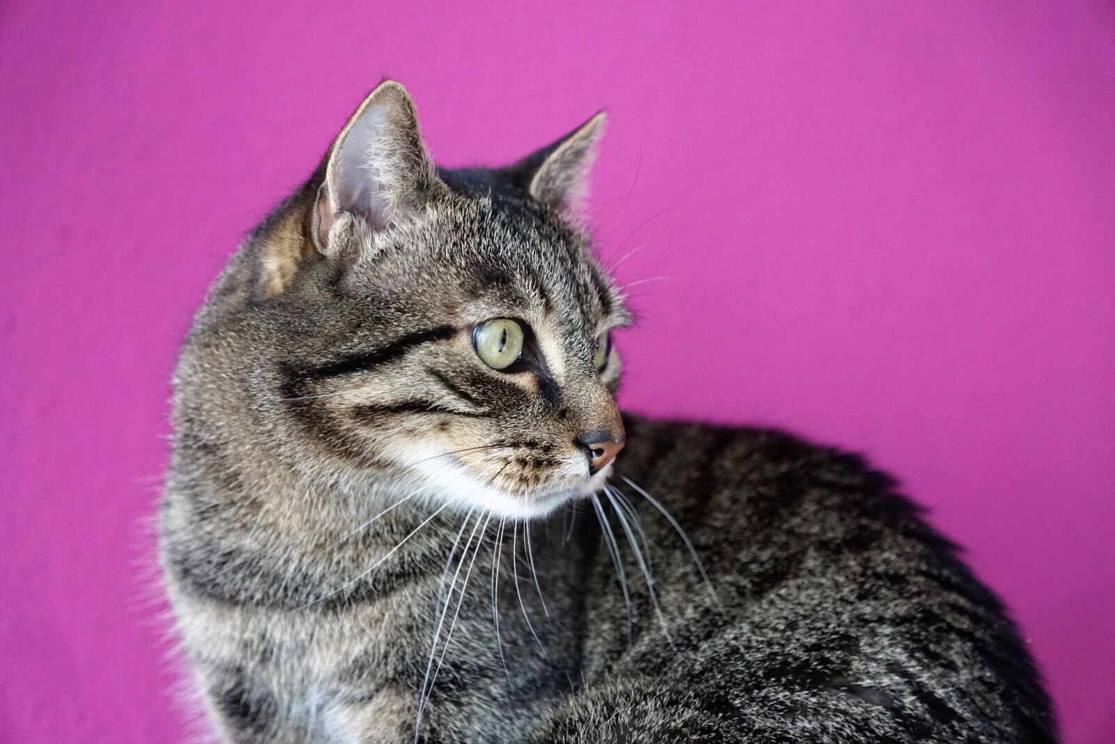 Sony ILCA-77M2 + Sony DT 16-50mm F2.8 SSM sample photo. Cat, animal, pet photography
