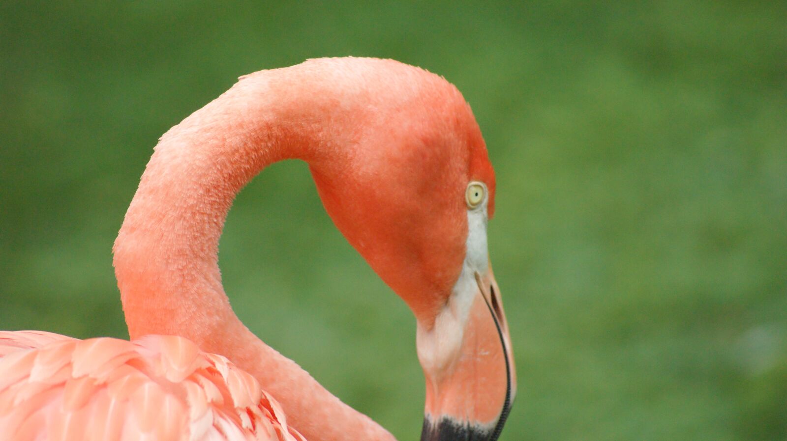 Sony Alpha DSLR-A290 sample photo. Flamingo, bird, pink photography