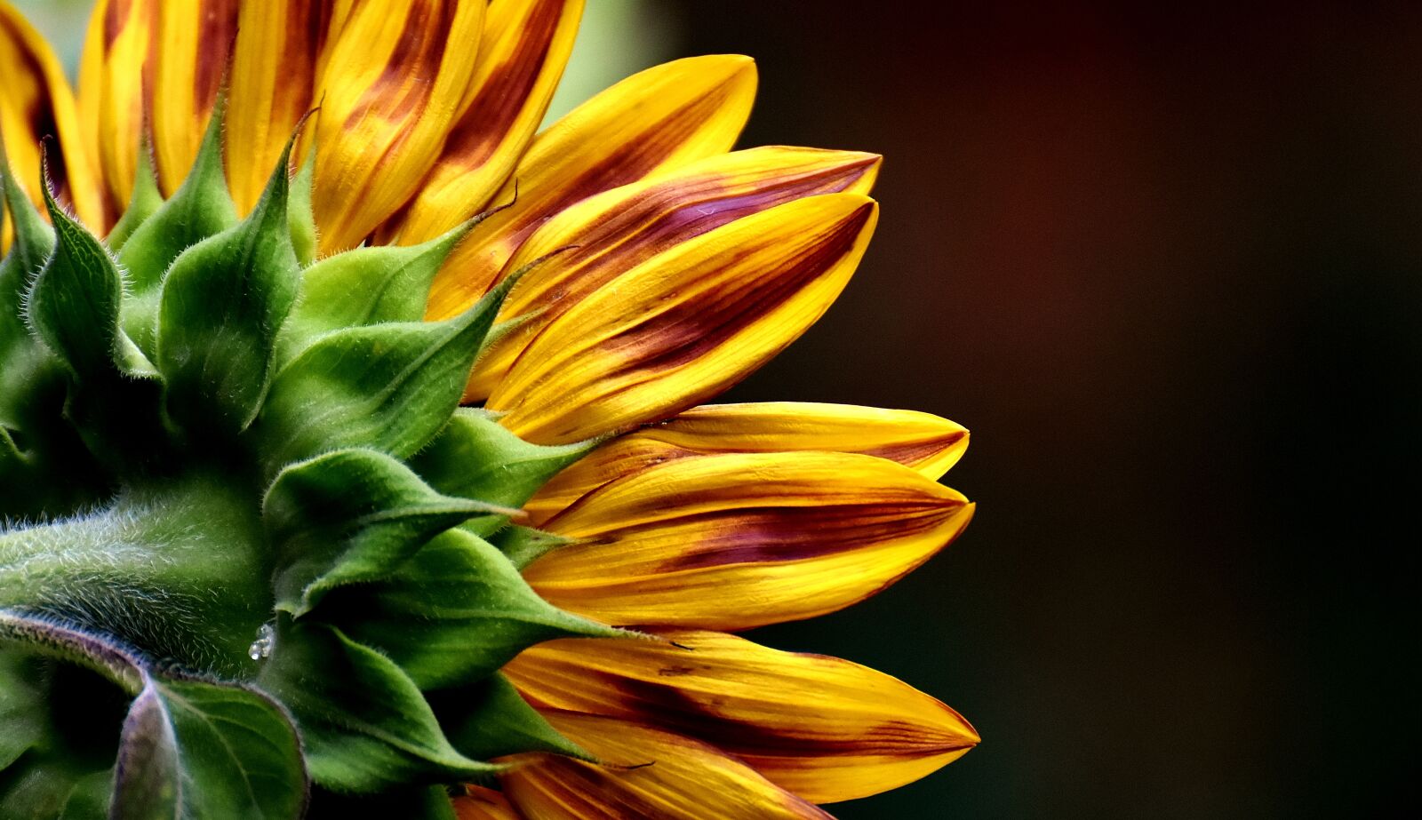 Nikon D7200 sample photo. Sunflower, summer, garden photography