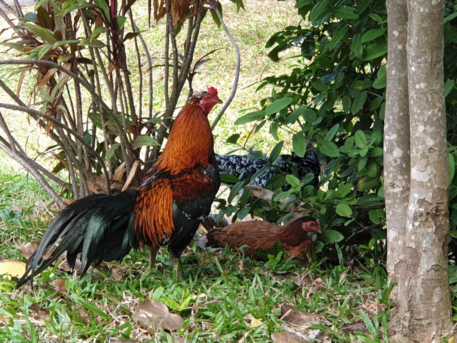 Samsung Galaxy Note9 sample photo. Gallo, freedom, nature photography