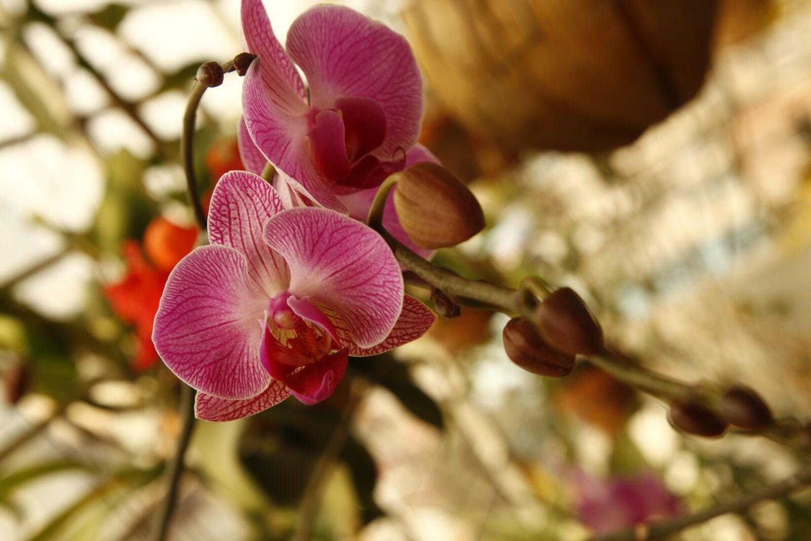 Canon EOS 5D Mark II sample photo. Orchid, phalanopsis, flower photography