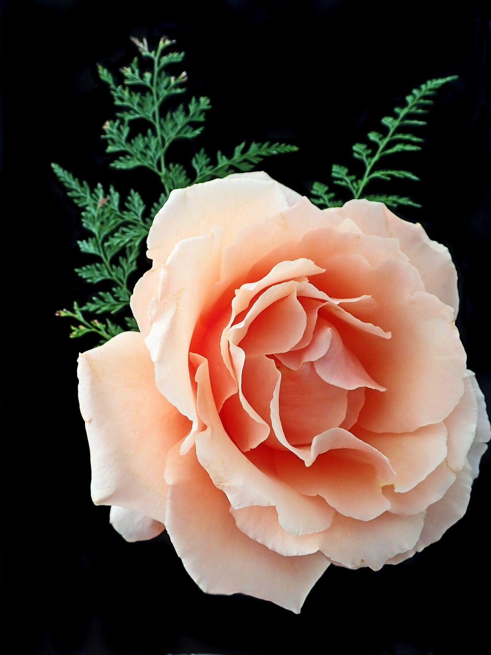 Olympus TG-5 sample photo. Rose, apricot, flower photography