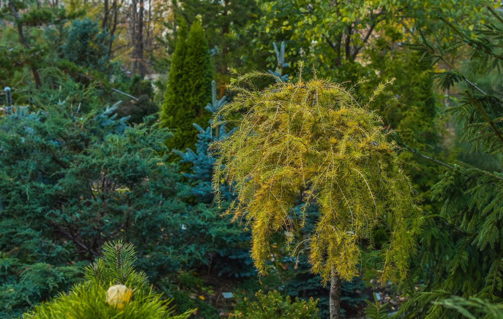 Nikon D5500 sample photo. Nature, tree, autumn photography