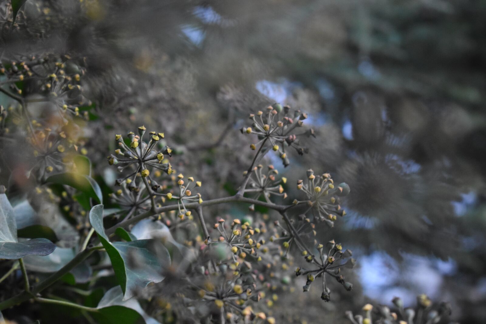Nikon D3500 sample photo. Plant, flower, background photography