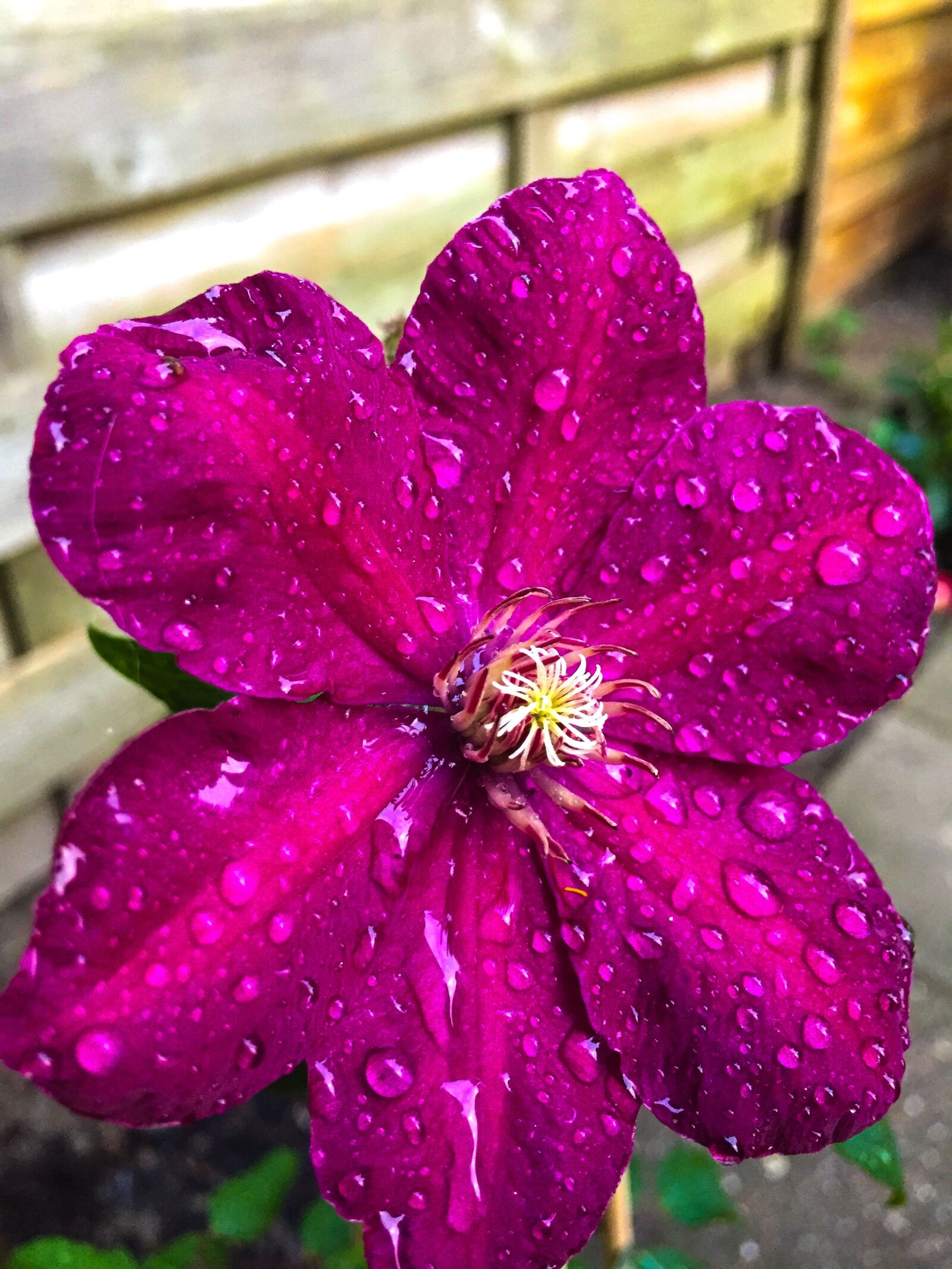 Apple iPhone 6 sample photo. Flower, nature, flowers photography