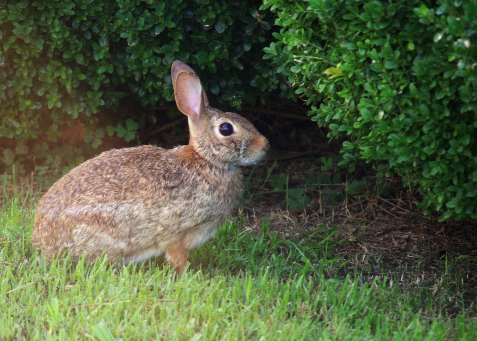 Pentax K-3 sample photo. Rabbit, grass, nature photography