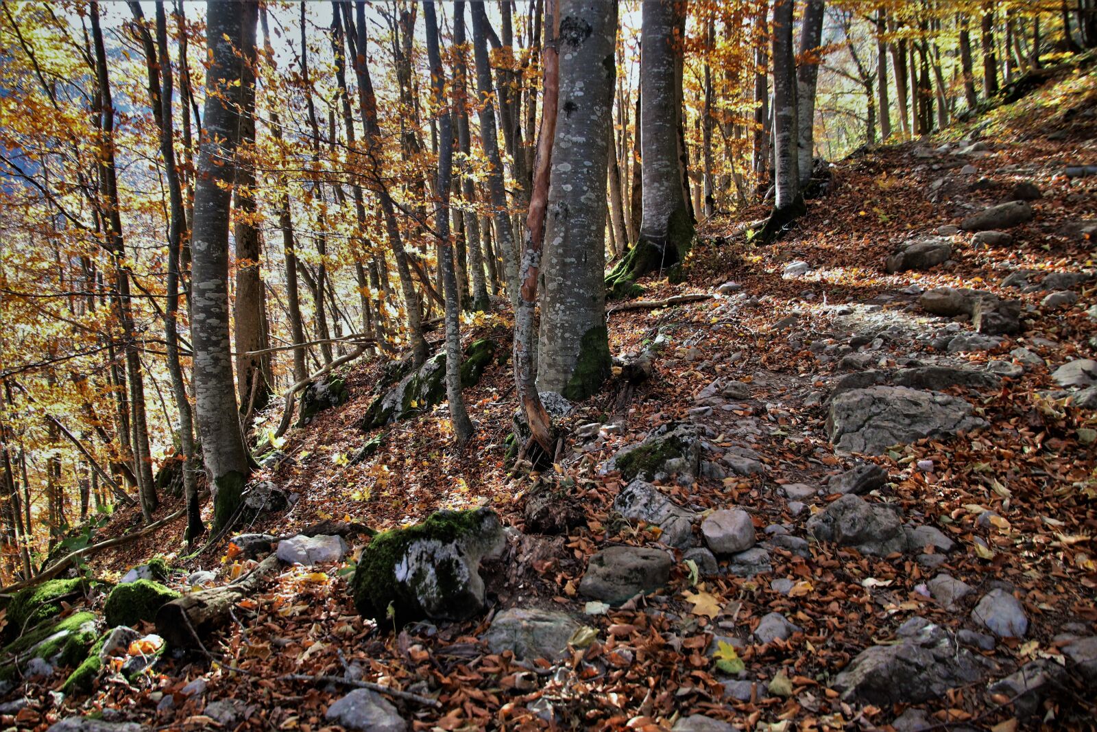 Canon EOS 80D sample photo. The path, land, autumn photography