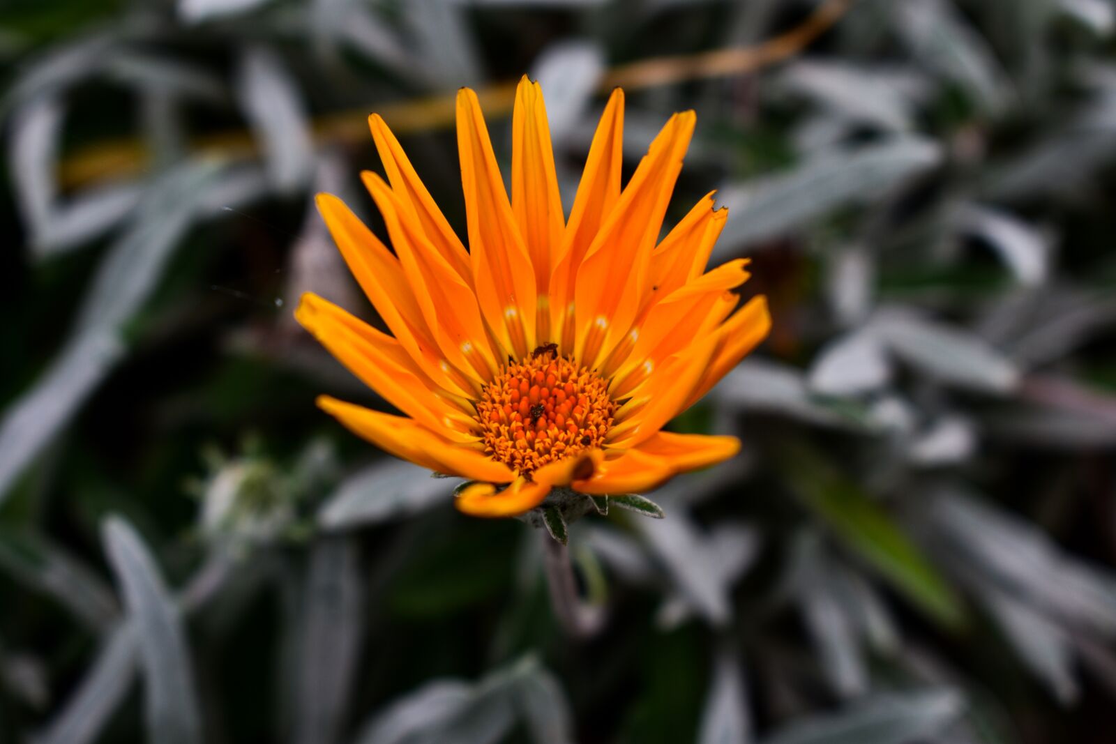 Nikon D3400 sample photo. Nature, plant, flower photography