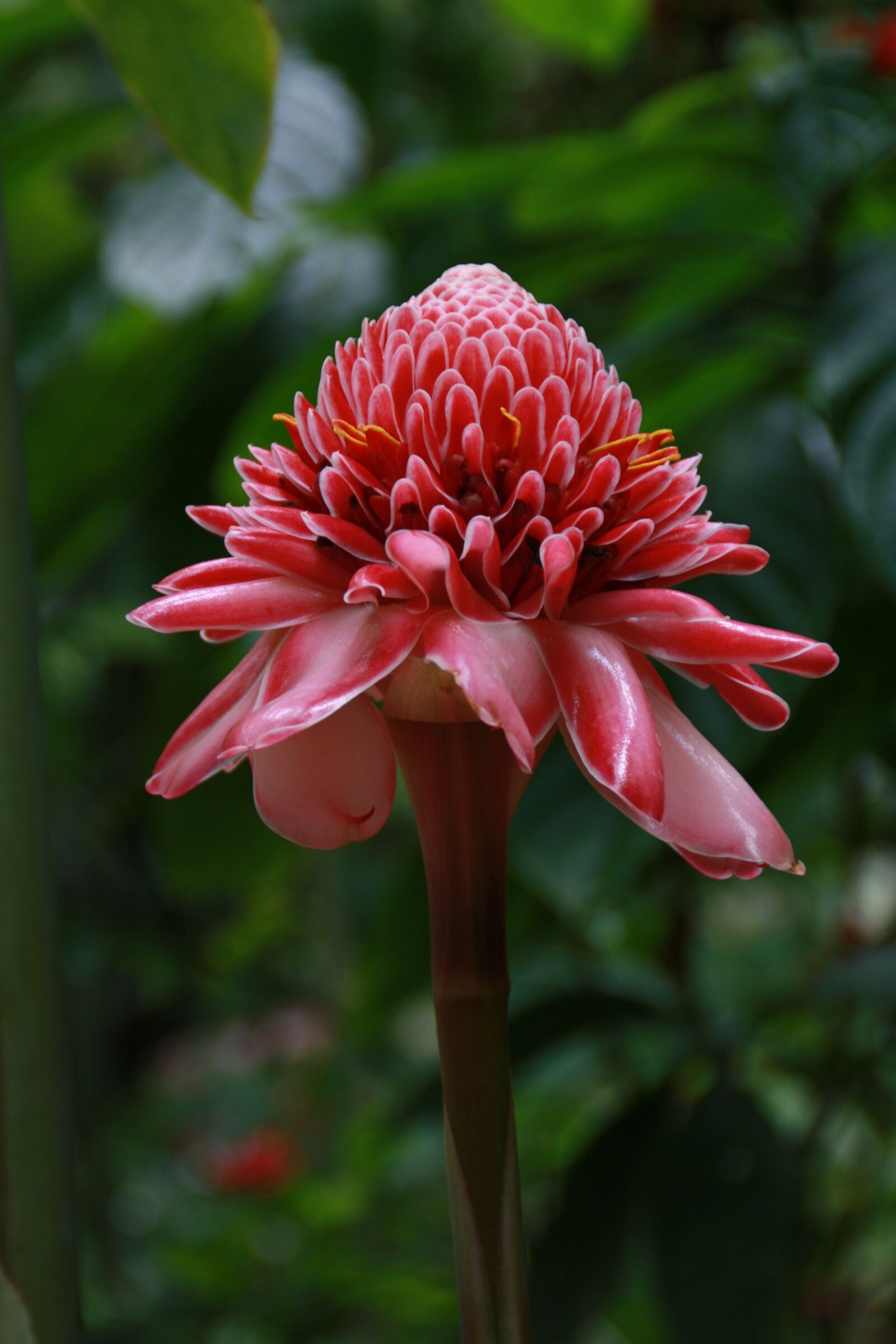 Canon EOS 1000D (EOS Digital Rebel XS / EOS Kiss F) sample photo. Flower, nature, plant photography