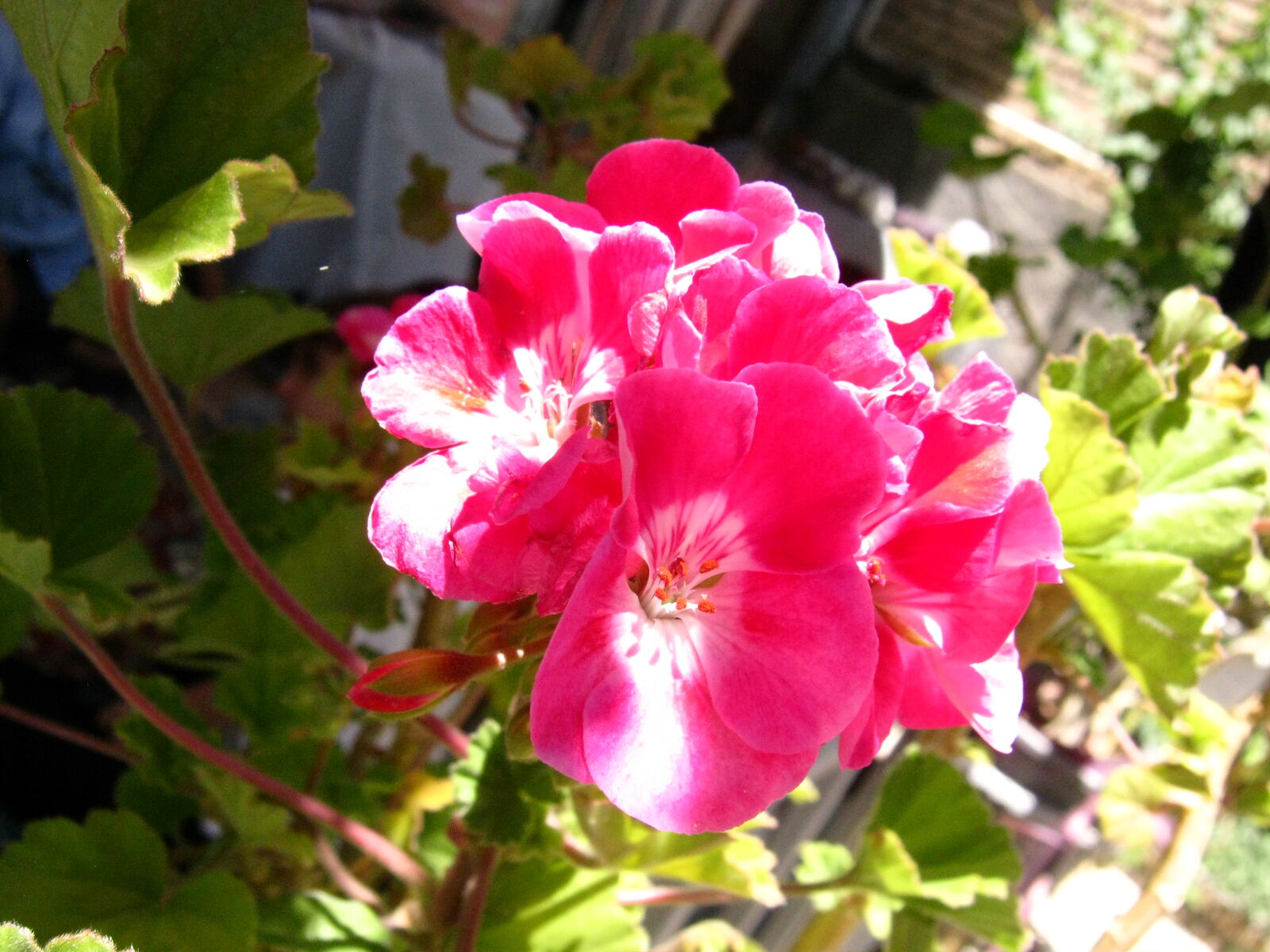 Canon PowerShot A480 sample photo