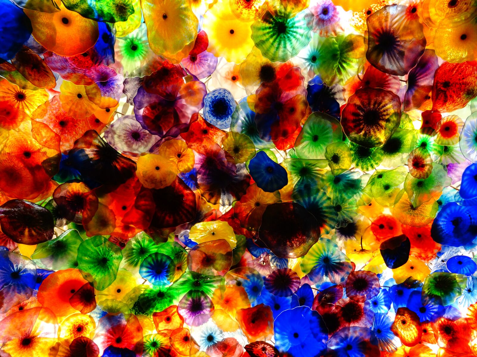 Sony Cyber-shot DSC-HX50V sample photo. Chihuly glass sculpture, glass photography