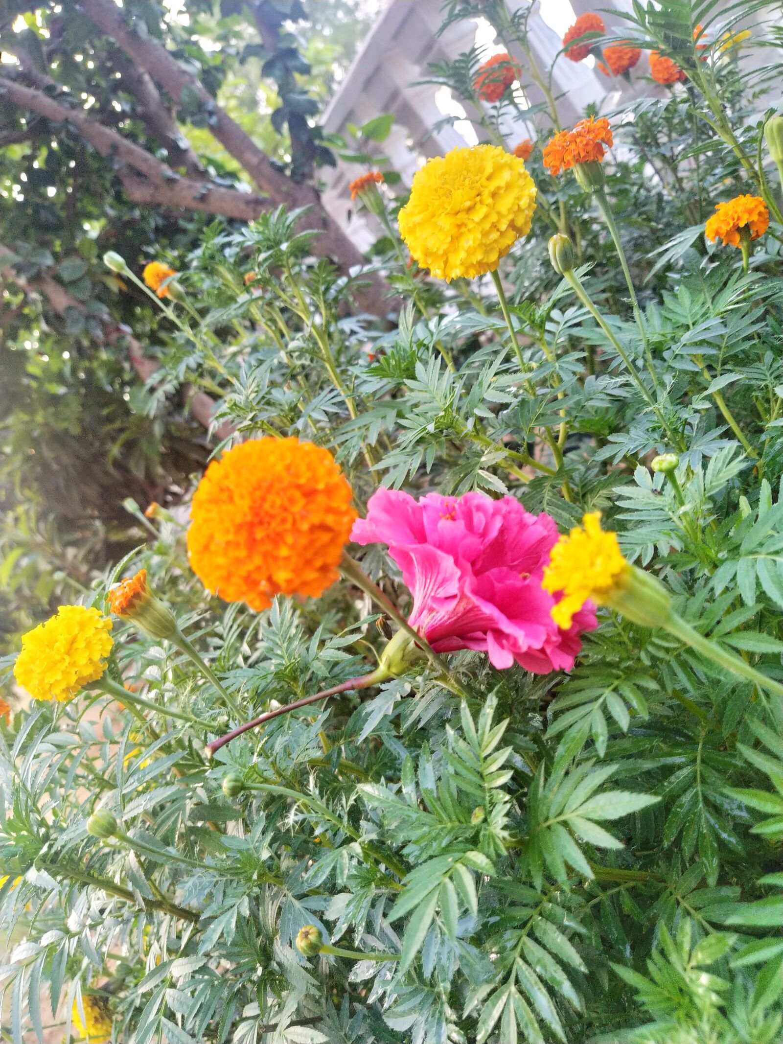Xiaomi Mi A3 sample photo. Flower, plant, bloom photography