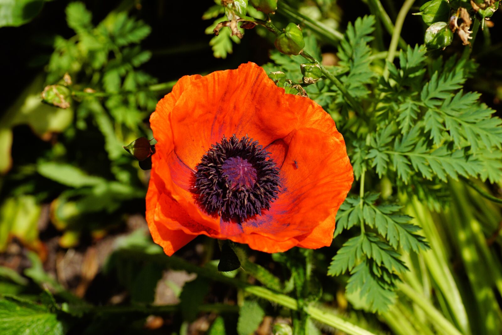 Sony SLT-A68 sample photo. Poppy, blossom, bloom photography
