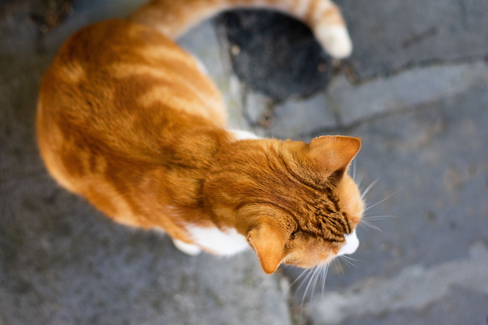 Nikon D3400 sample photo. Pet, animal, cat photography