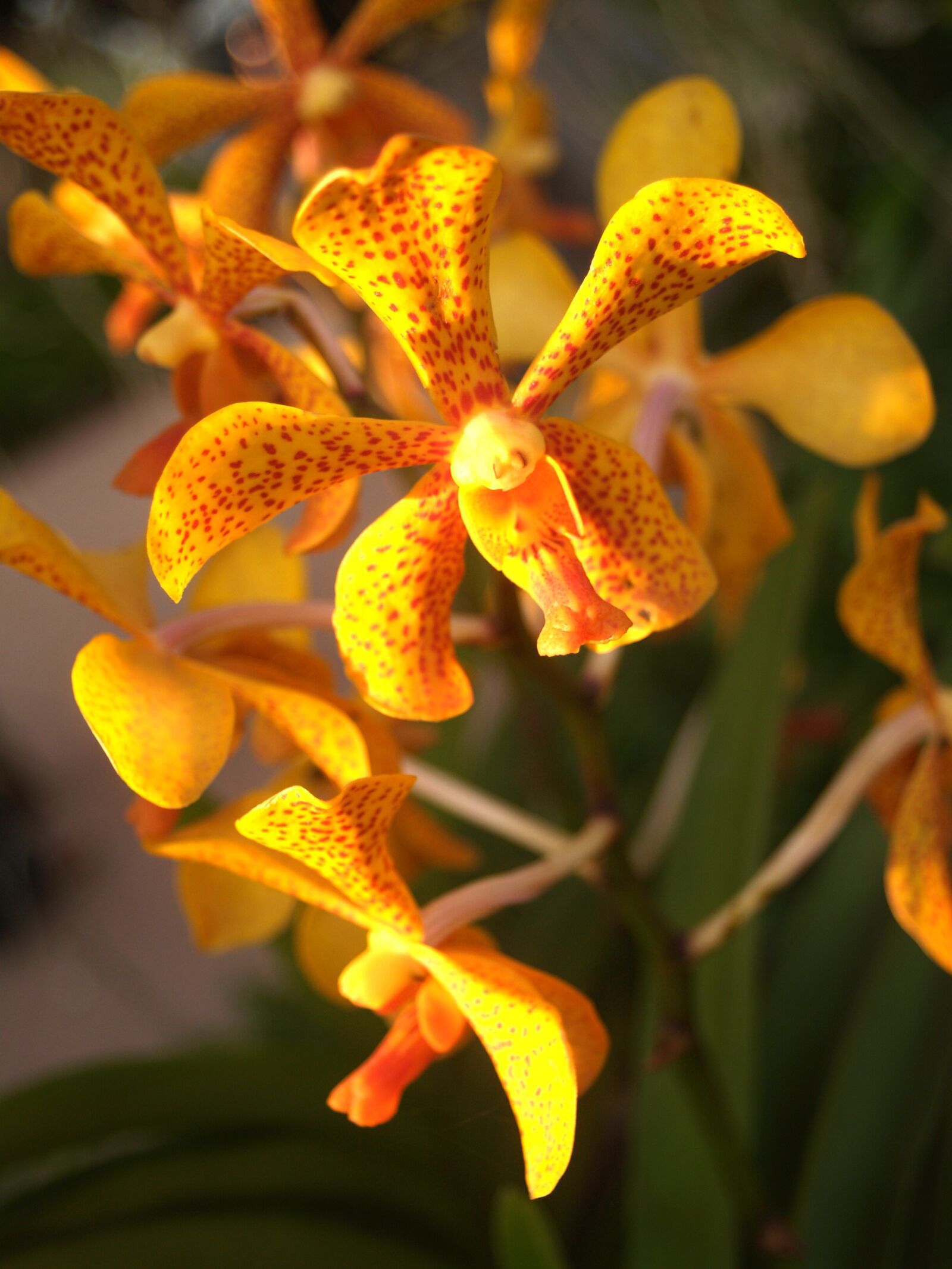 Olympus E-300 (EVOLT E-300) sample photo. Orchid, flower, bright photography