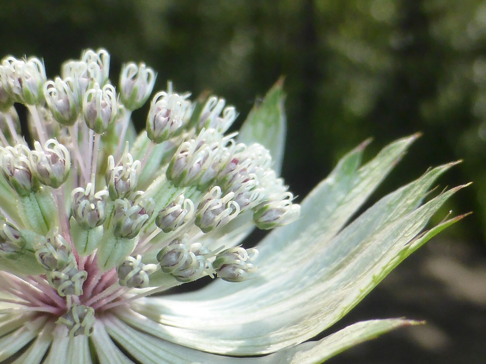 Panasonic Lumix DMC-ZS30 (Lumix DMC-TZ40) sample photo. Alpes, flower, high photography